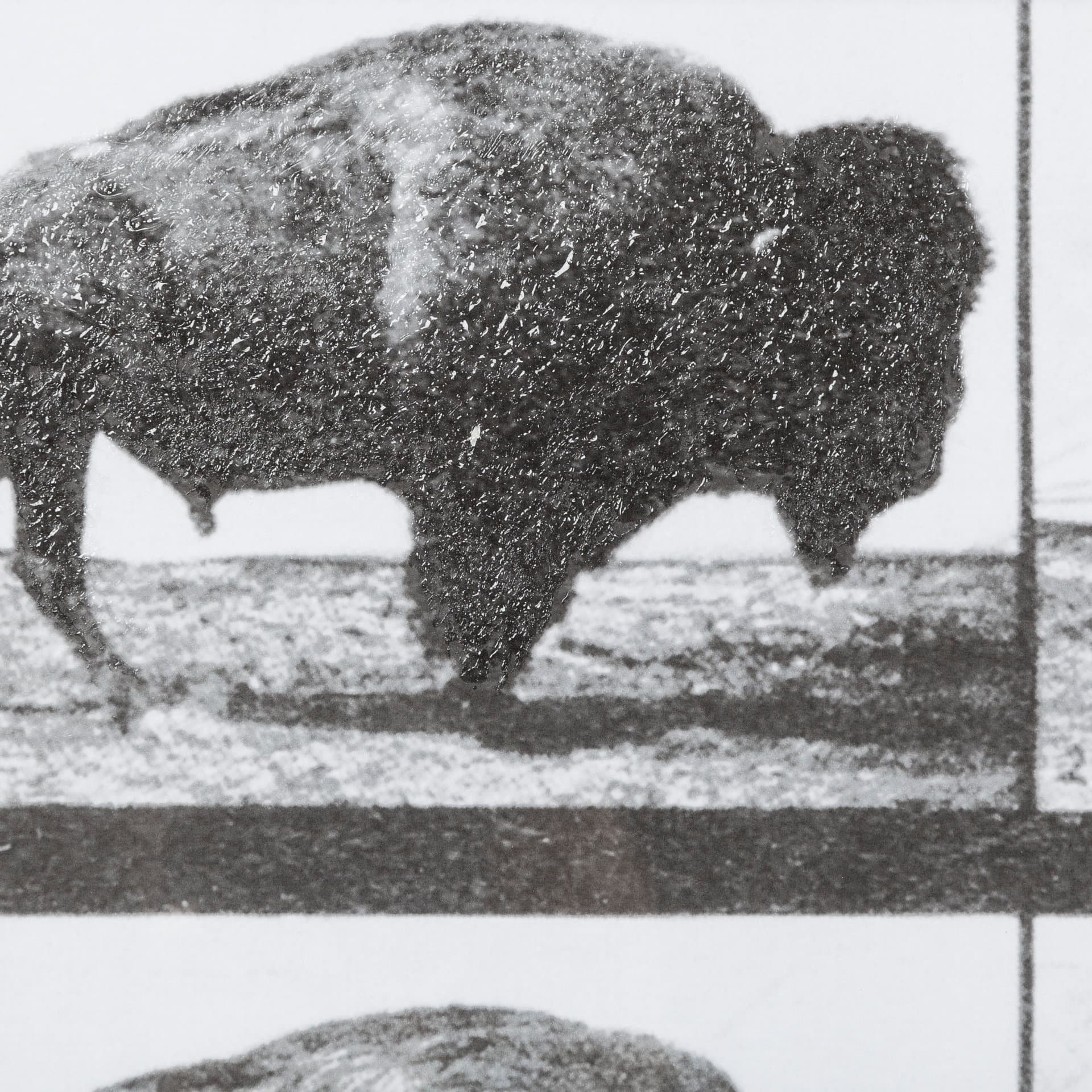 Buffalo Walking by Eadweard Muybridge Hand Embellished Textured Framed Art Print Matted under Glass — product photograph