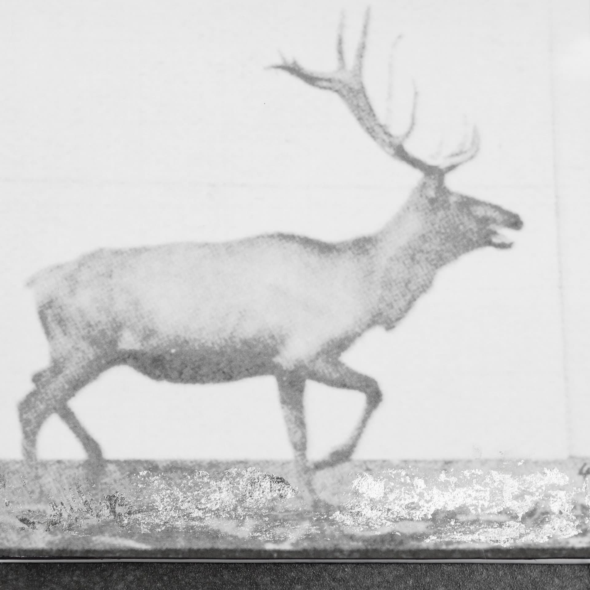 Elk Trotting by Eadweard Muybridge a Hand Embellished Textured Framed Art Print Matted under Glass — product photograph
