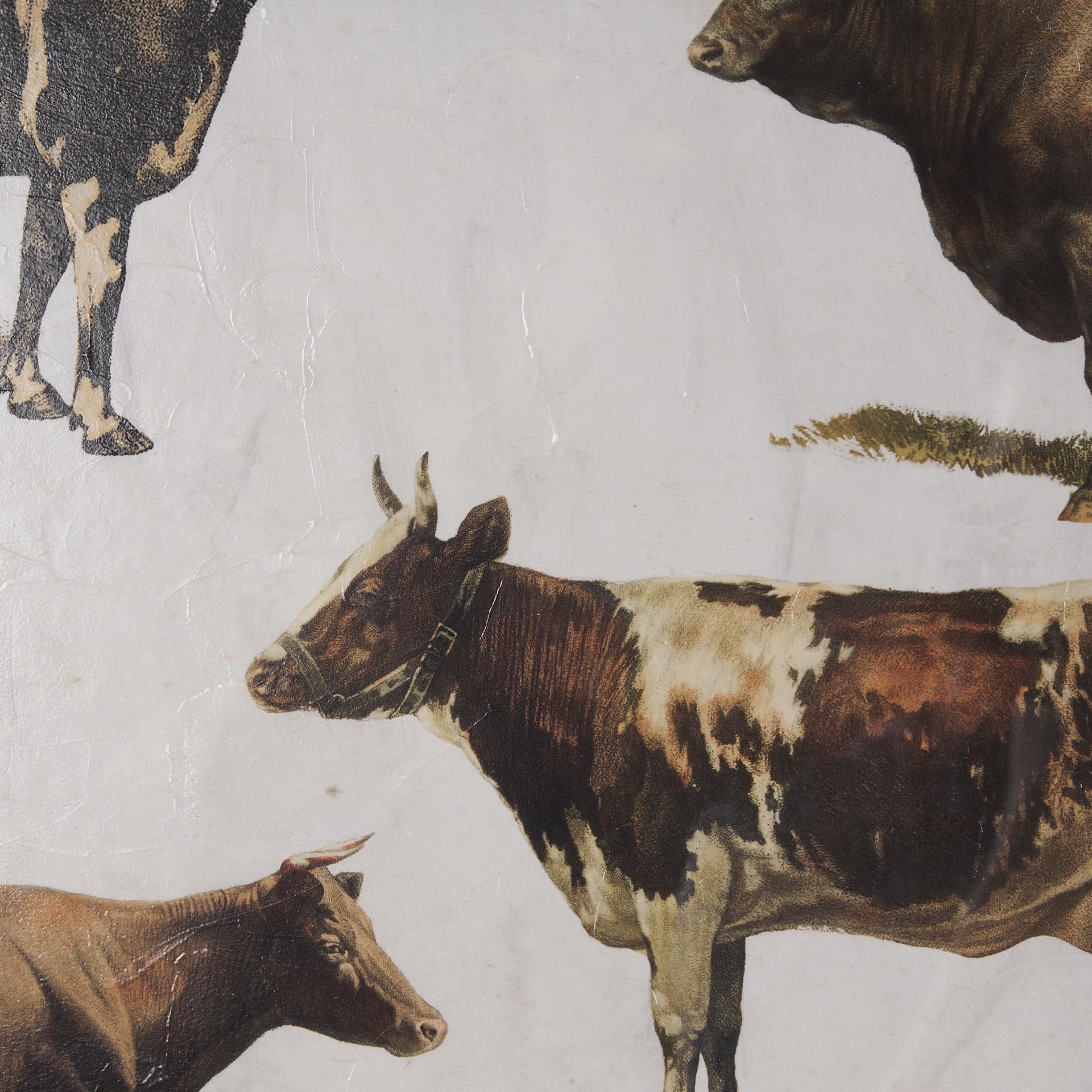 Antique Cow Chart by Mercana Studio a Framed Art Print Matted under Glass — product photograph