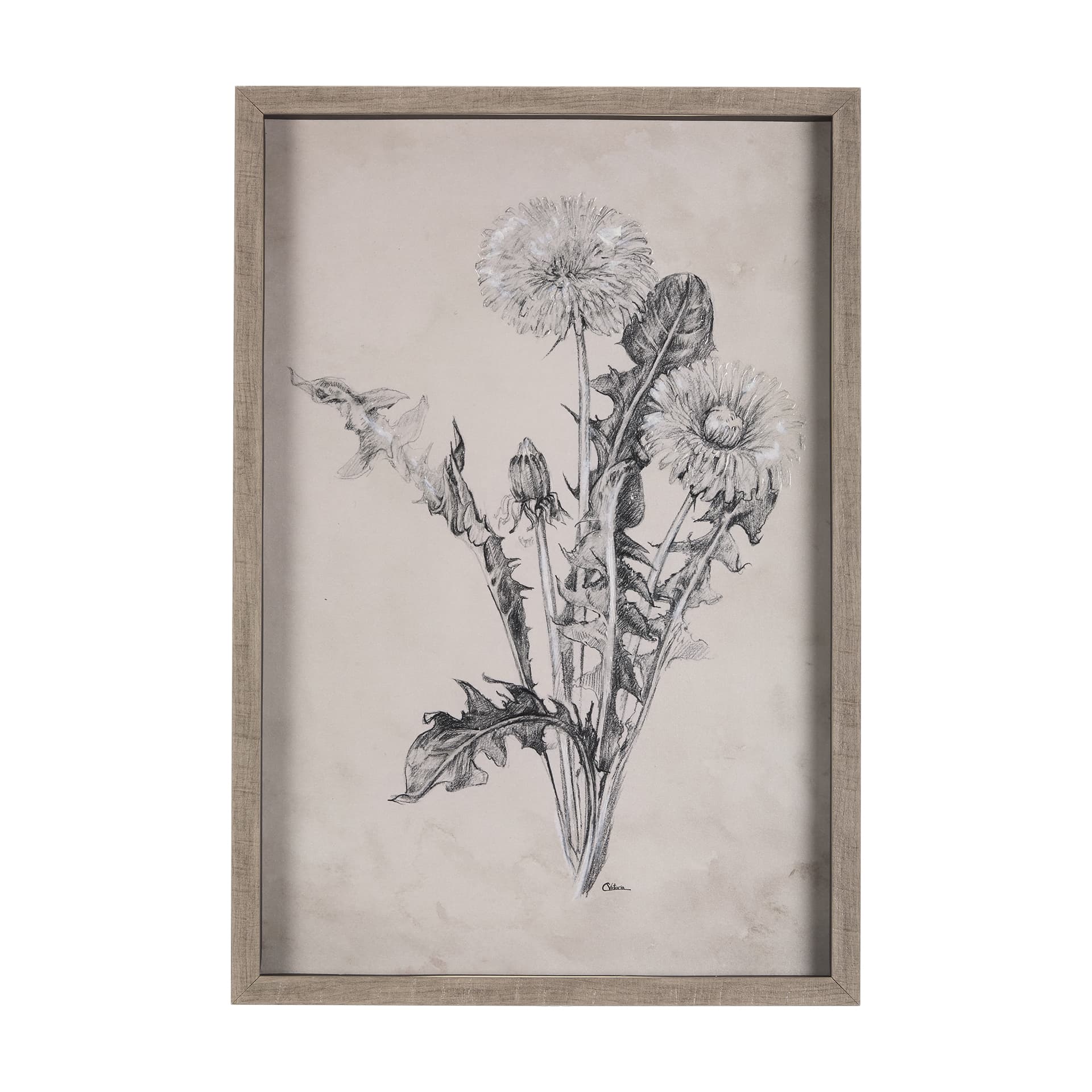 Dandelion Drawing II by Mercana Studio Hand Embellished Textured Framed Art Print Matted under Glass — product photograph