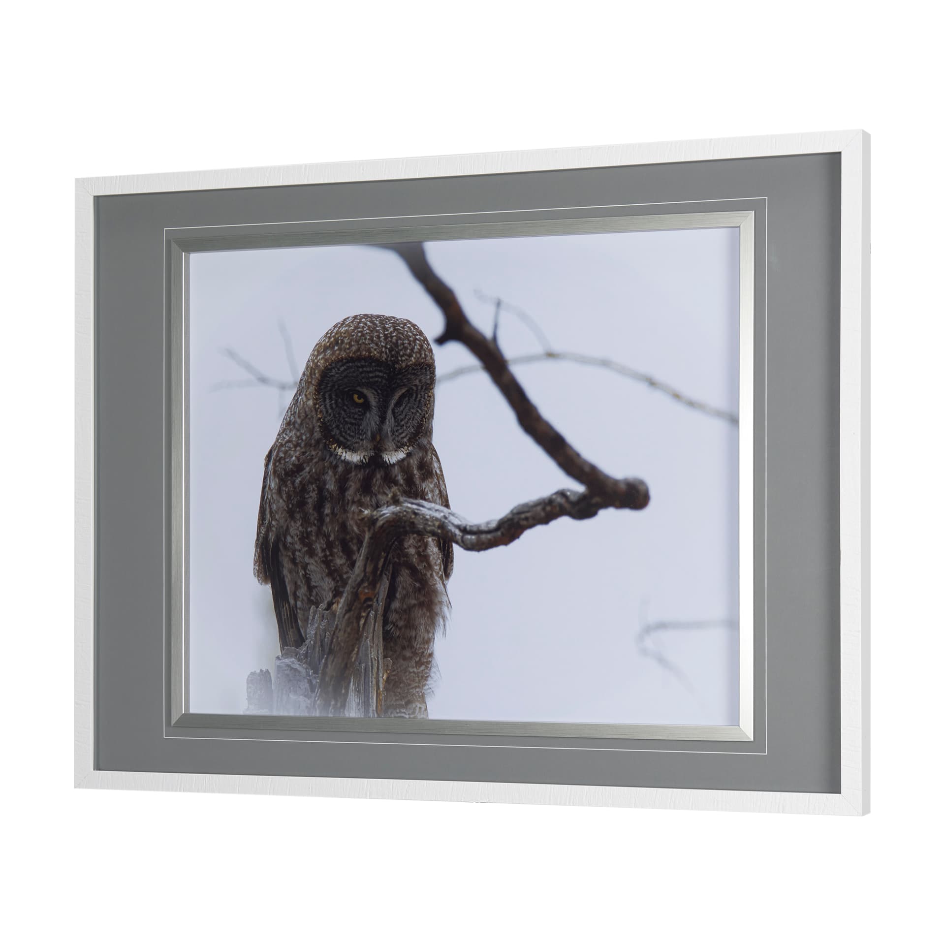 Grey Owl by Chad Mackay a Hand Embellished Textured Framed Photo Art Print Matted under Glass — product photograph