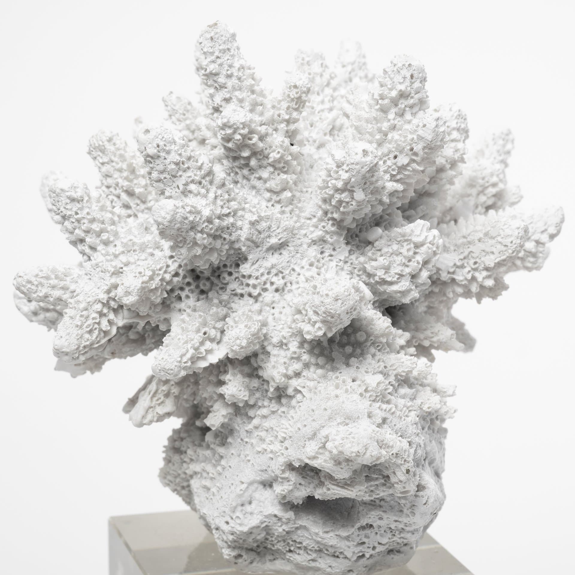 Isla (Large) 5L x 5W White Replica Resin Coral On Clear White Glass — product photograph