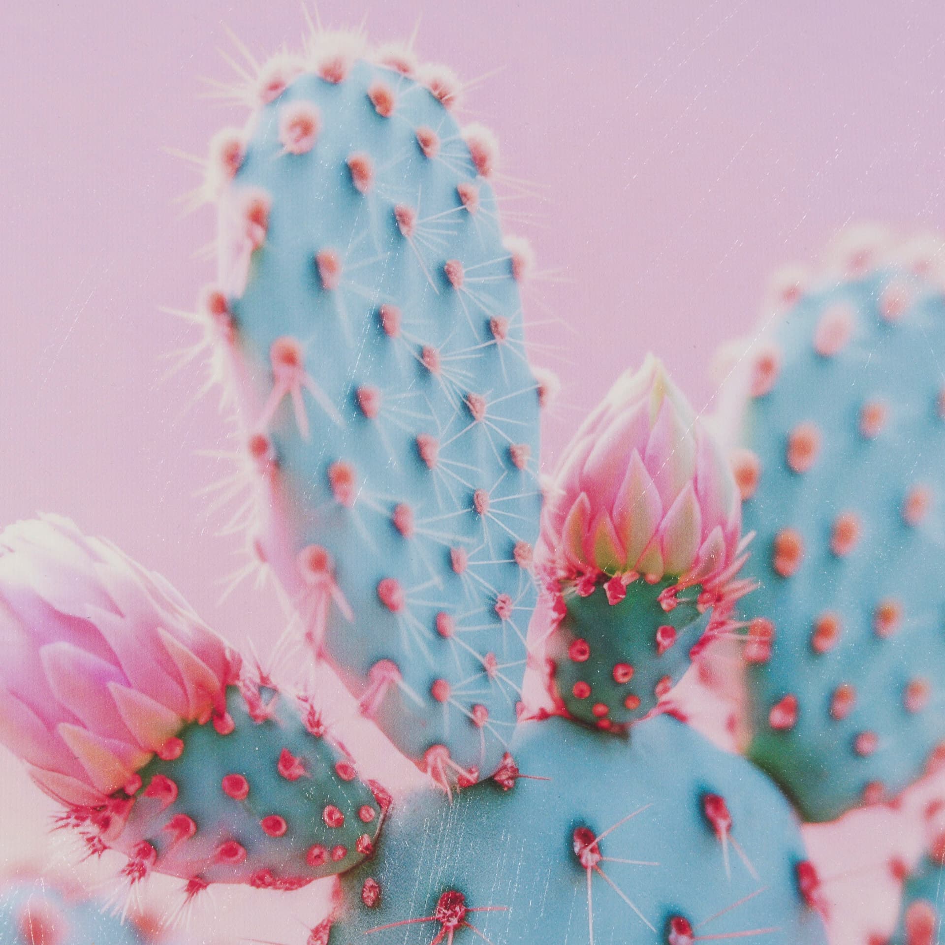 Blush Botanicals - Spines by Philippe Hugonnard a Hand Embellished Framed Photo Art Print Matted und — product photograph