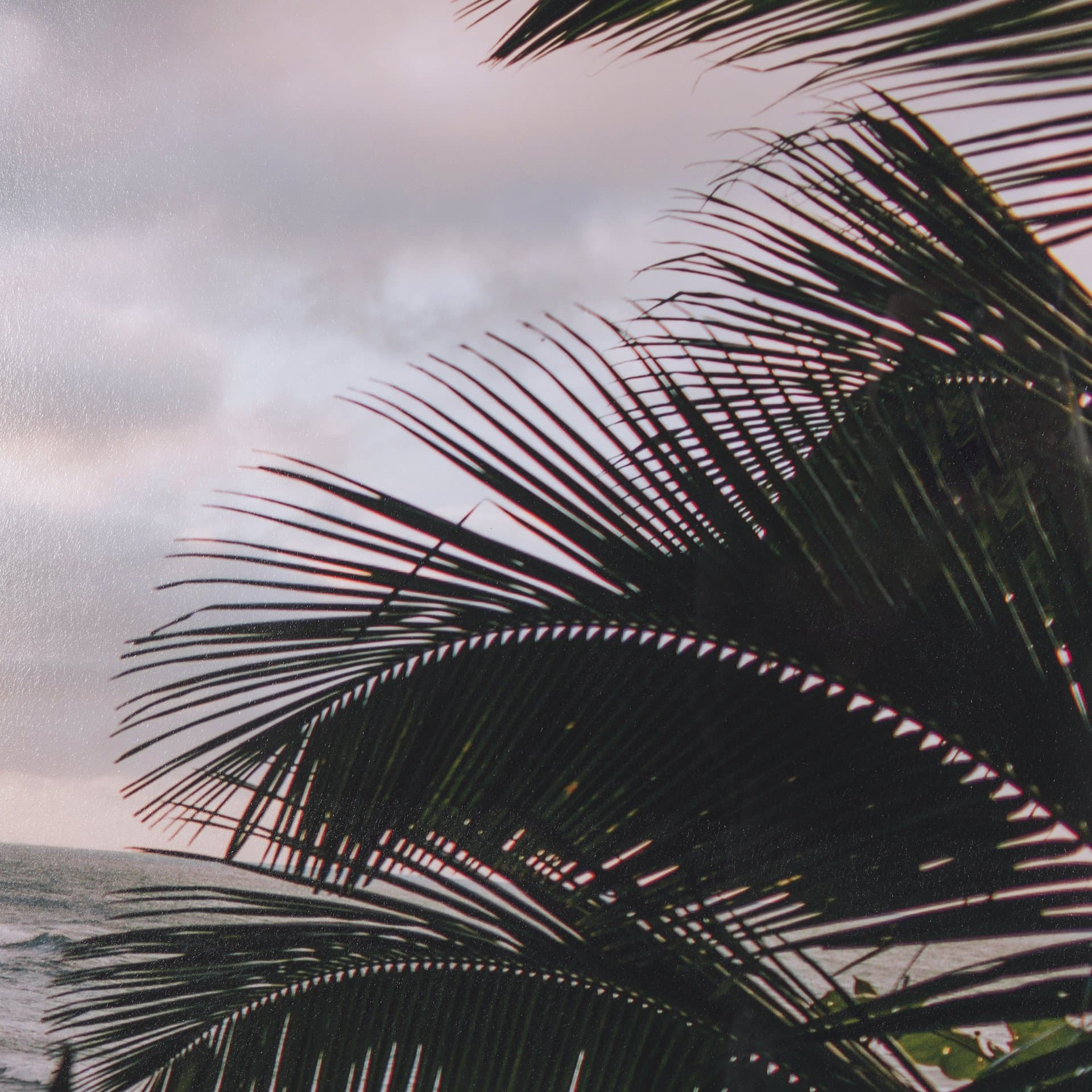 Kauai Jungle Dream by Stefan and Audrey Textured Framed Photo Print Matted under Glass — product photograph