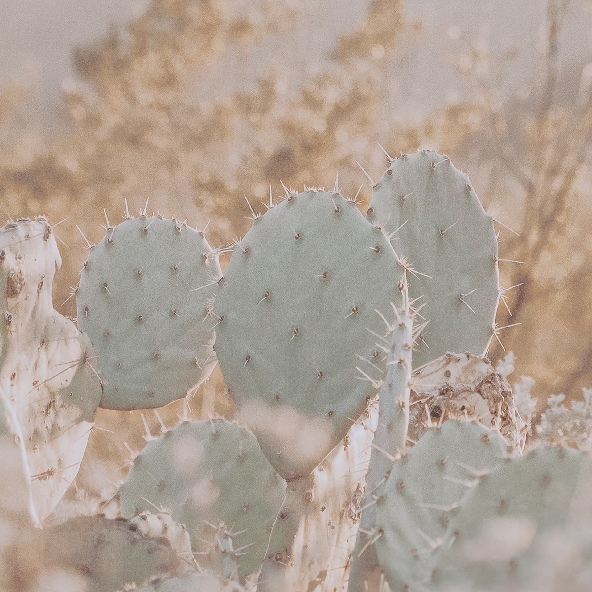 Big Bend National Park by Nathan Larson FramedPhoto Print Matted under Glass — product photograph