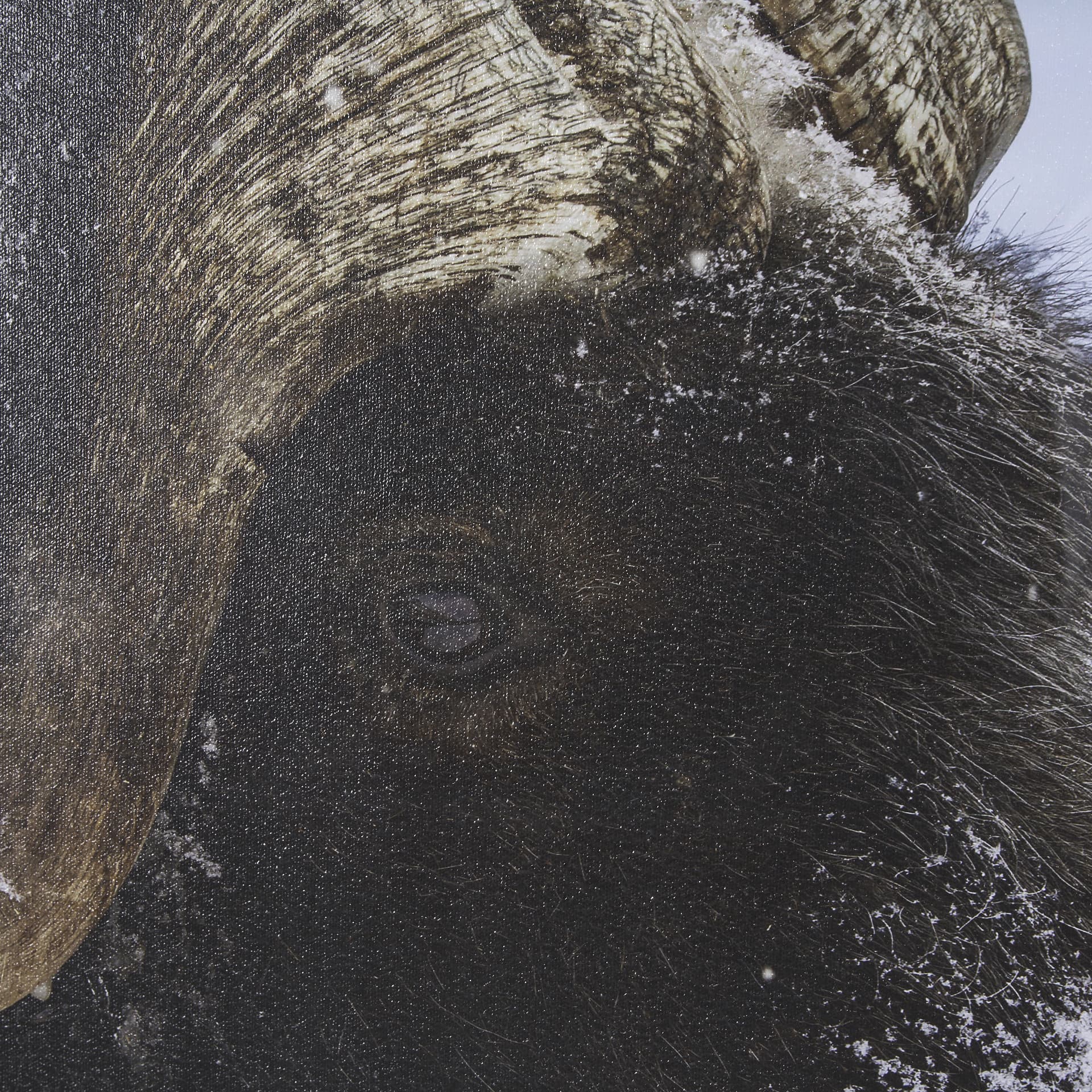 Muskox by Gary Blatter a Hand Embellished Textured Framed Photo Art Print Matted under Glass — product photograph