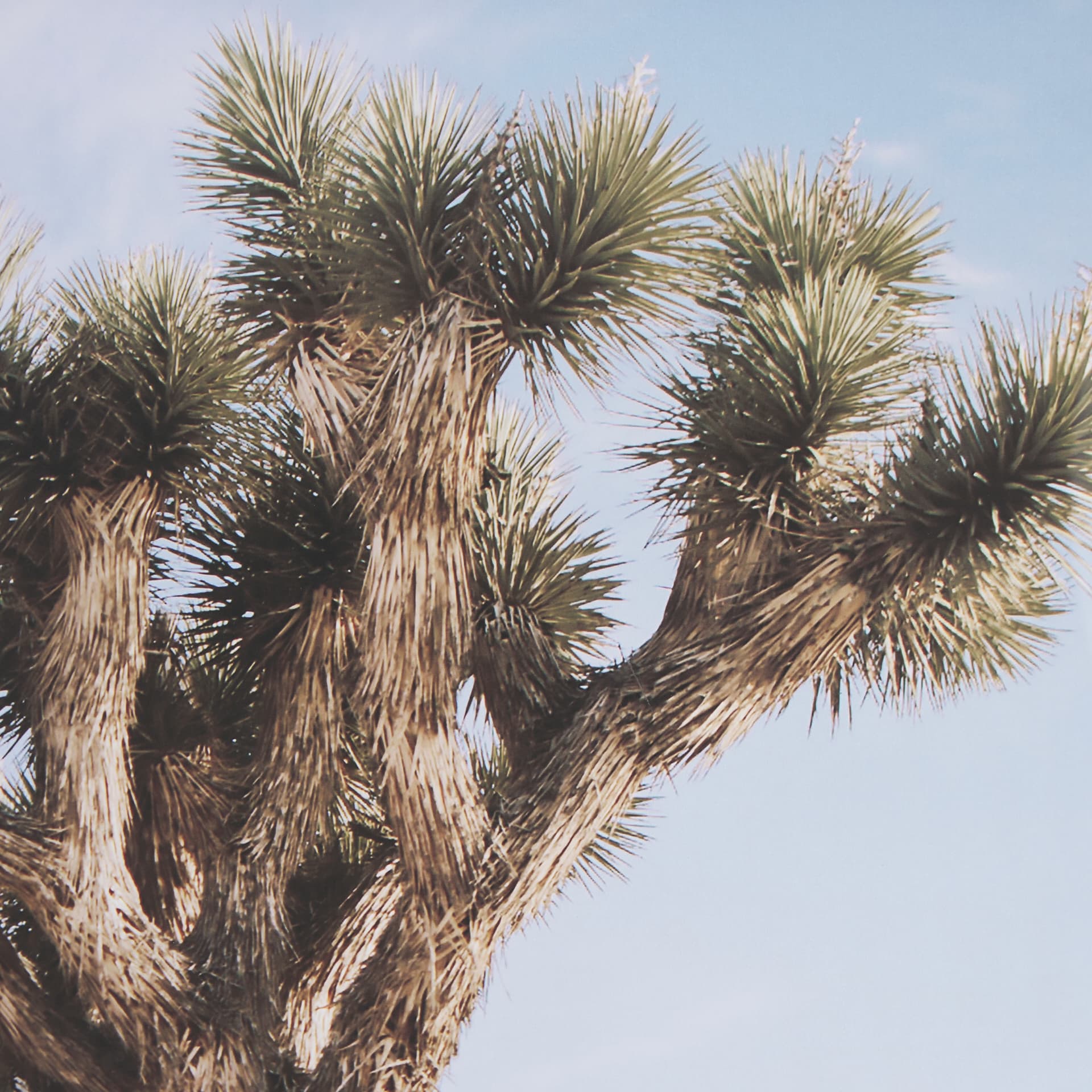 Joshua Tree 3 by THE Studio a Framed Photo Art Print Matted under Glass — product photograph