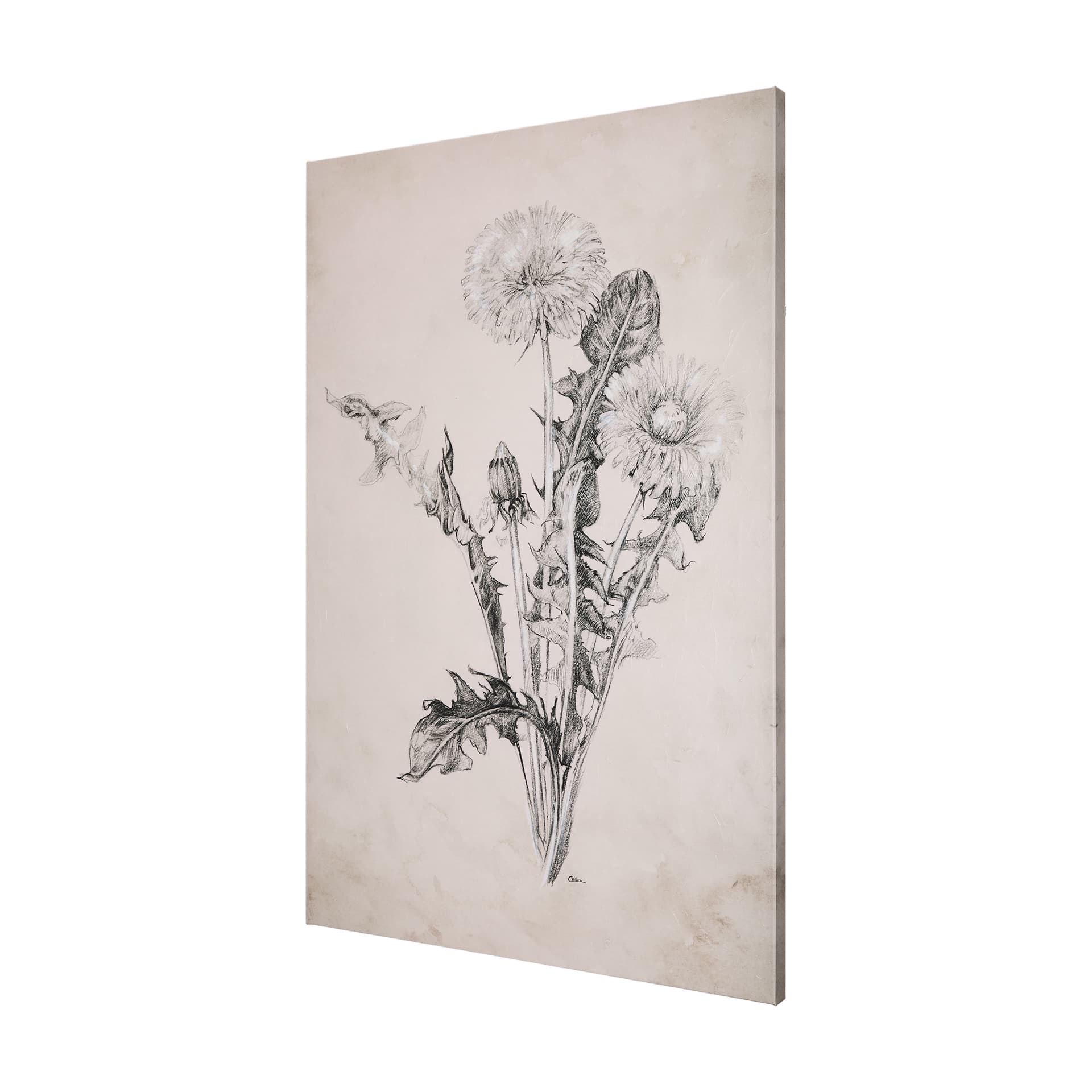 Dandelion Drawing II by Mercana Studio a Hand Embellished Textured Canvas — product photograph