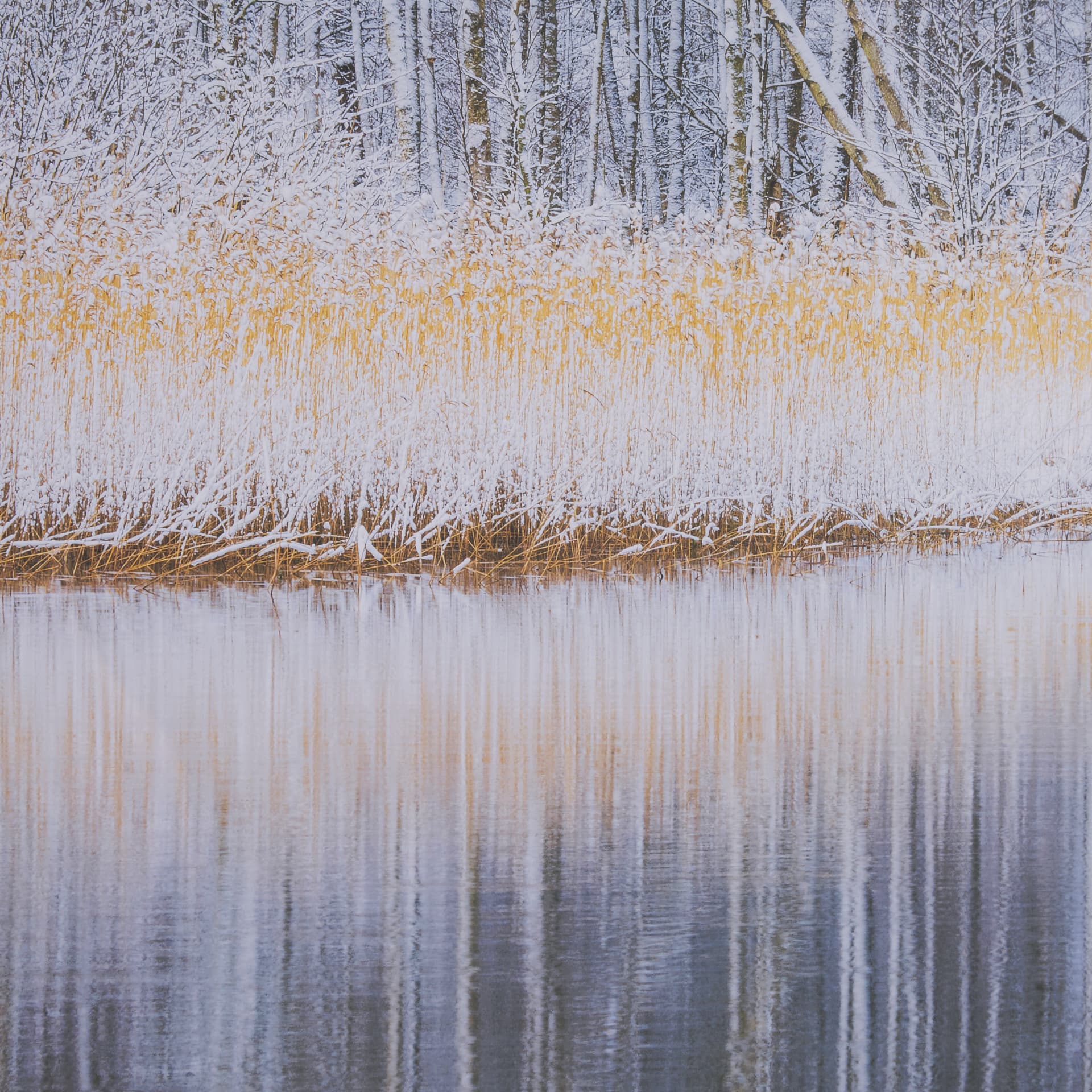 Riverside Reflection - Forest by Mikael Svensson a Framed Photo Art Print Matted under Glass — product photograph