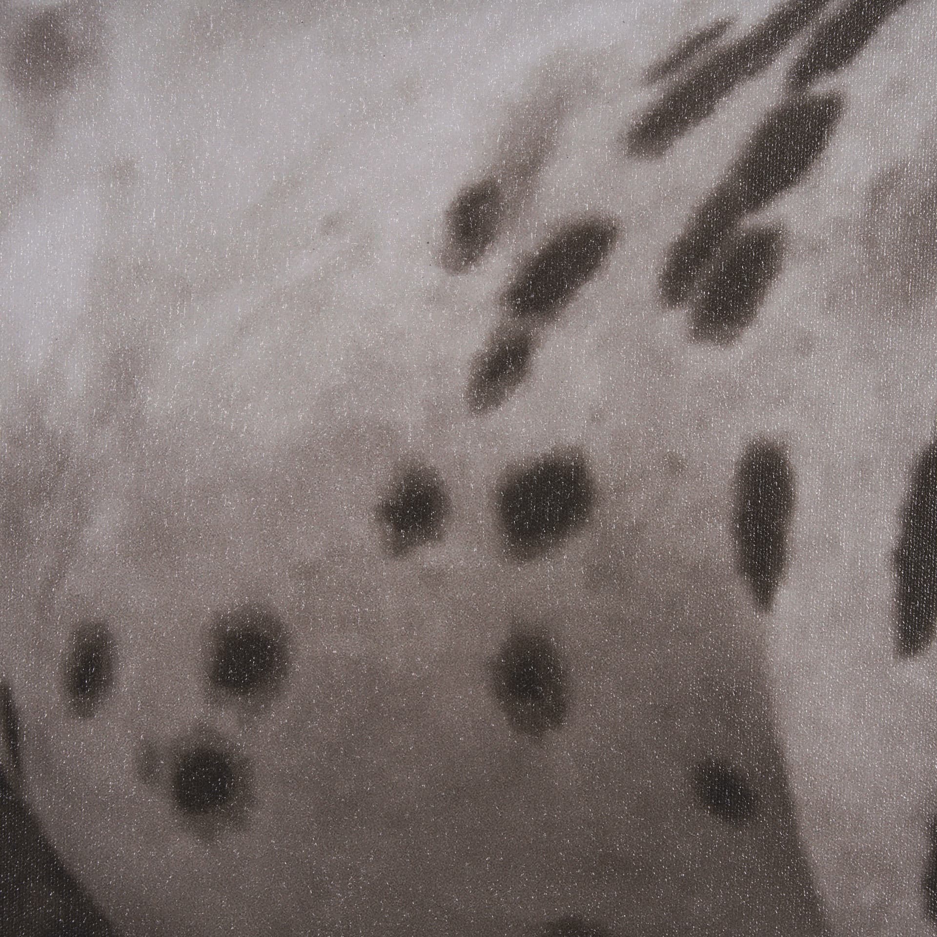Spotted Solo Horse by Nathan Kane a Hand Embelished Textured Framed Photo Art Print — product photograph