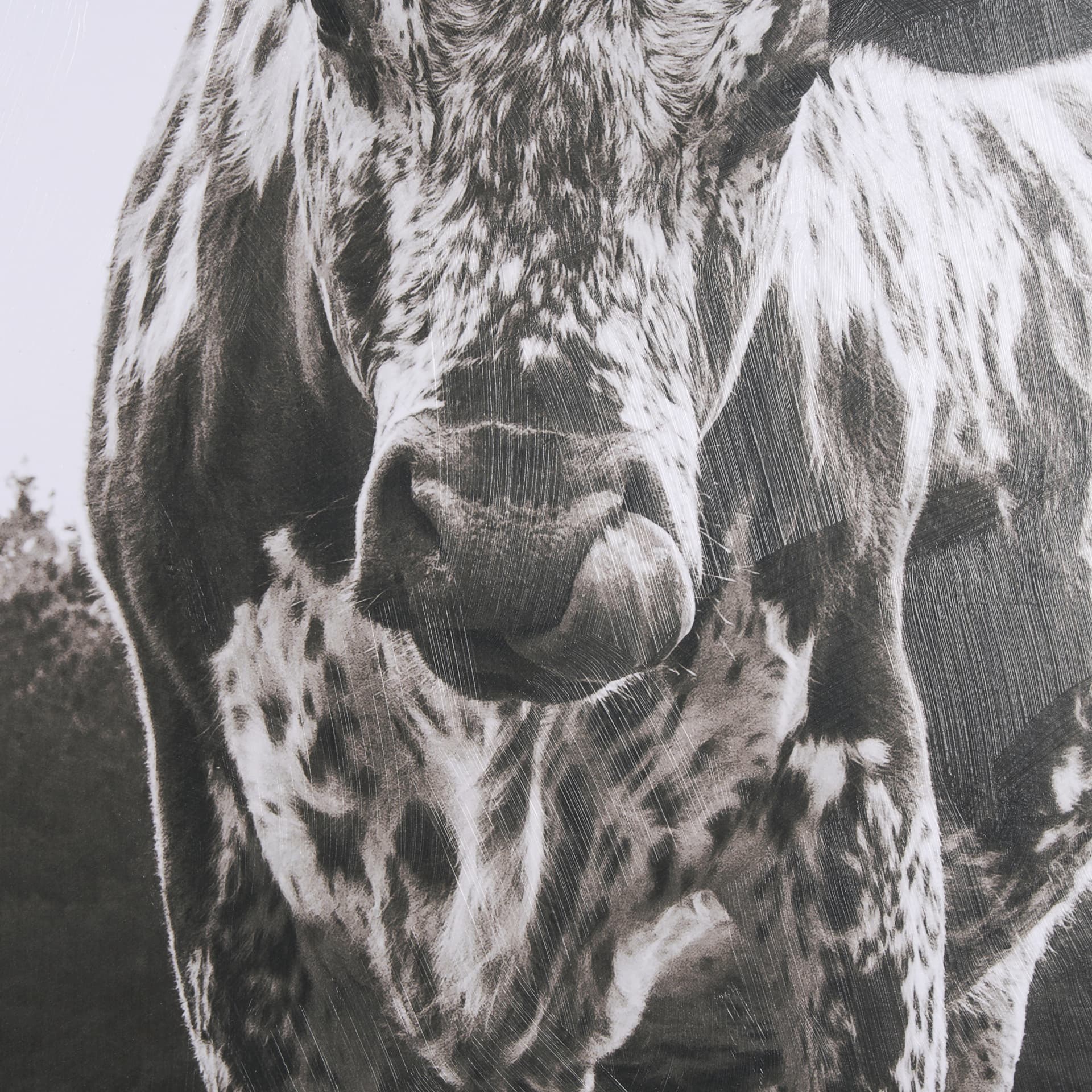Longhorn Last Call BW by Nathan Larson Hand Embelished Textured Framed Photo Art Print Matted under — product photograph