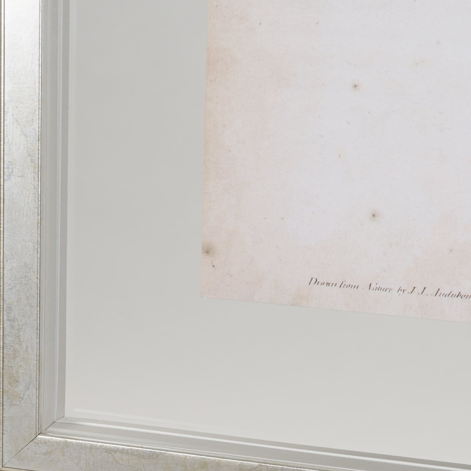 Delicate Bird and Botanical IV by John James Audubon a Framed Art Print Matted under Glass — product photograph