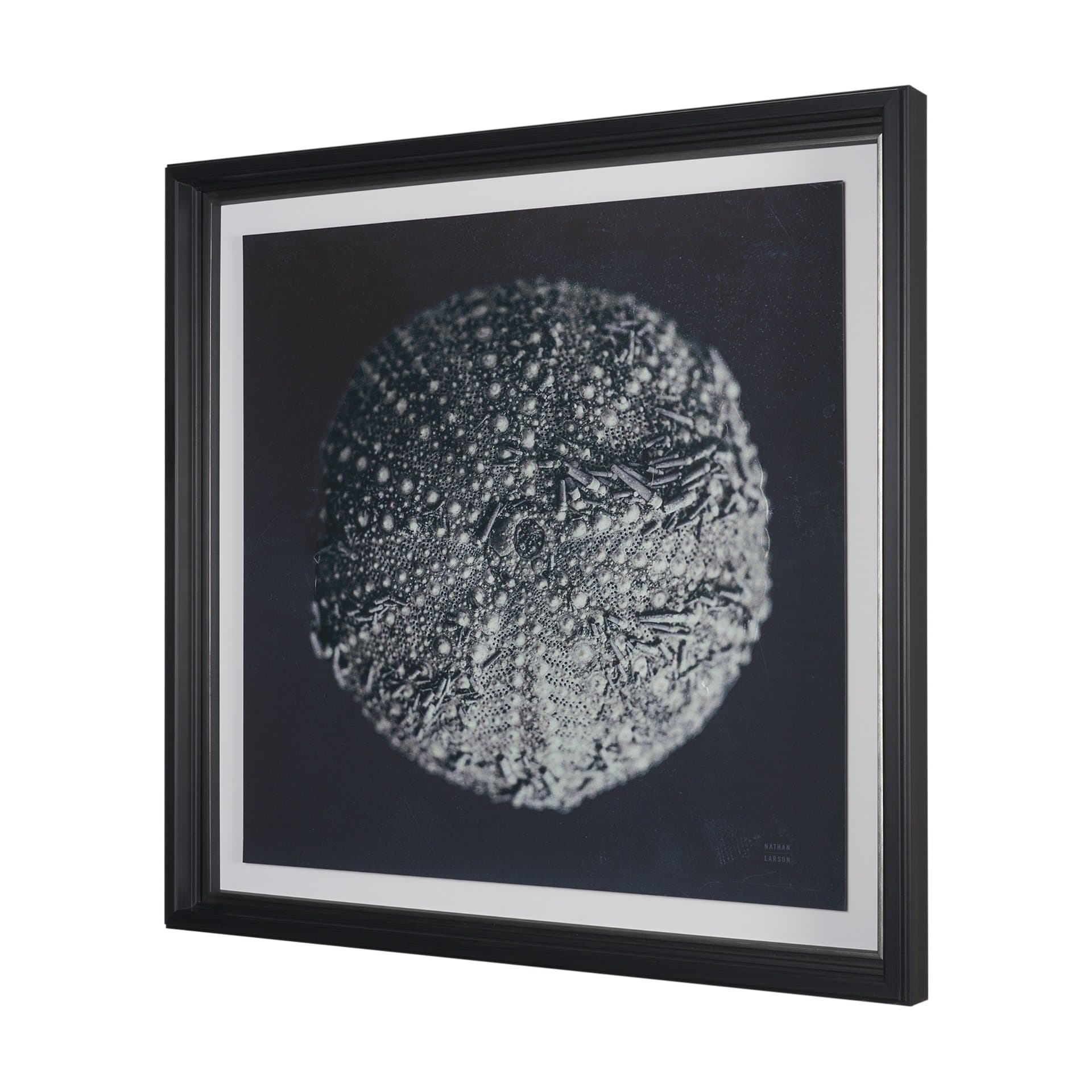 Urchin Still Life II by Nathan Larson a Hand Embellished Framed Photo Art Print Matted under Glass — product photograph