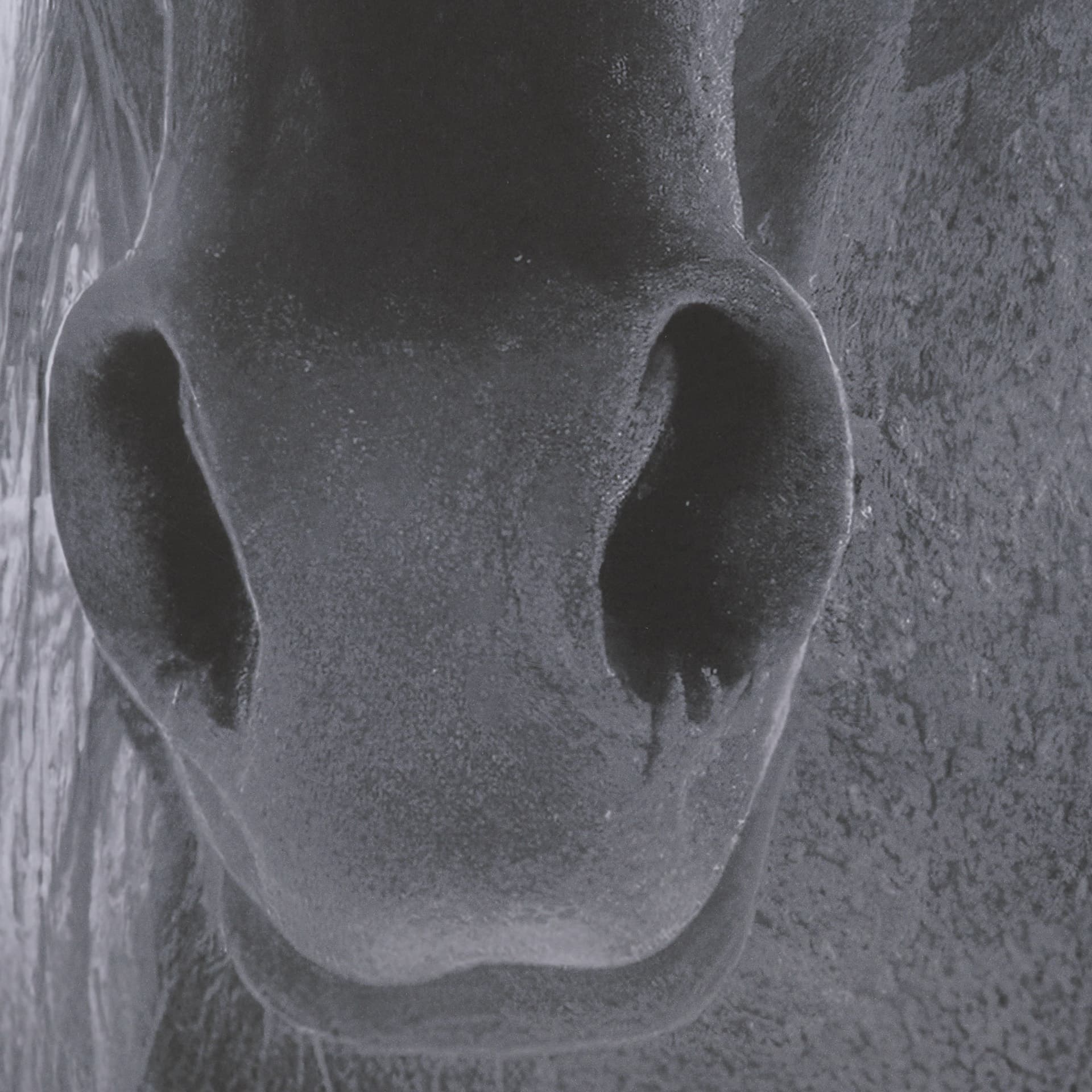 Shadowborn Majesty by Frank Ma Framed Photo Print Matted under Glass — product photograph