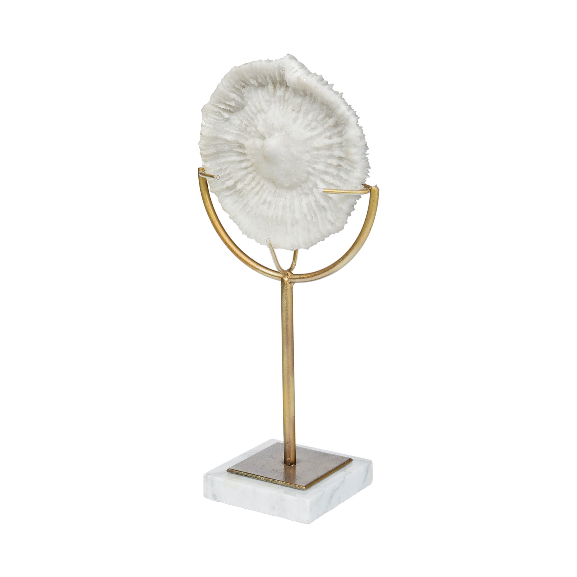 Sandy III (Large) 8L x 4W White Coastal Sand Dollar Object — product photograph