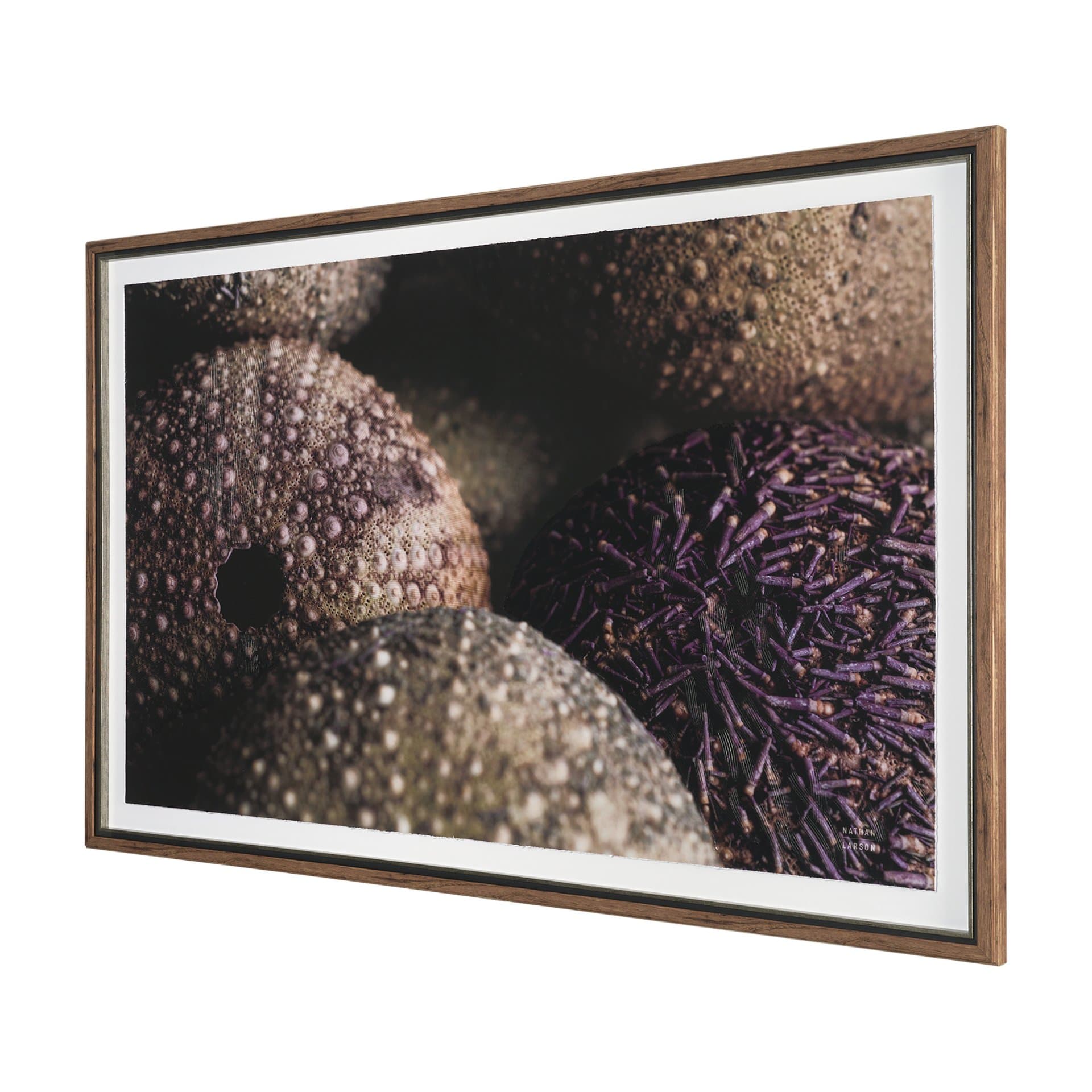 Purple Sea Urchins by Nathan Larson a Hand Embellished Framed Photo Art Print Matted under Glass — product photograph
