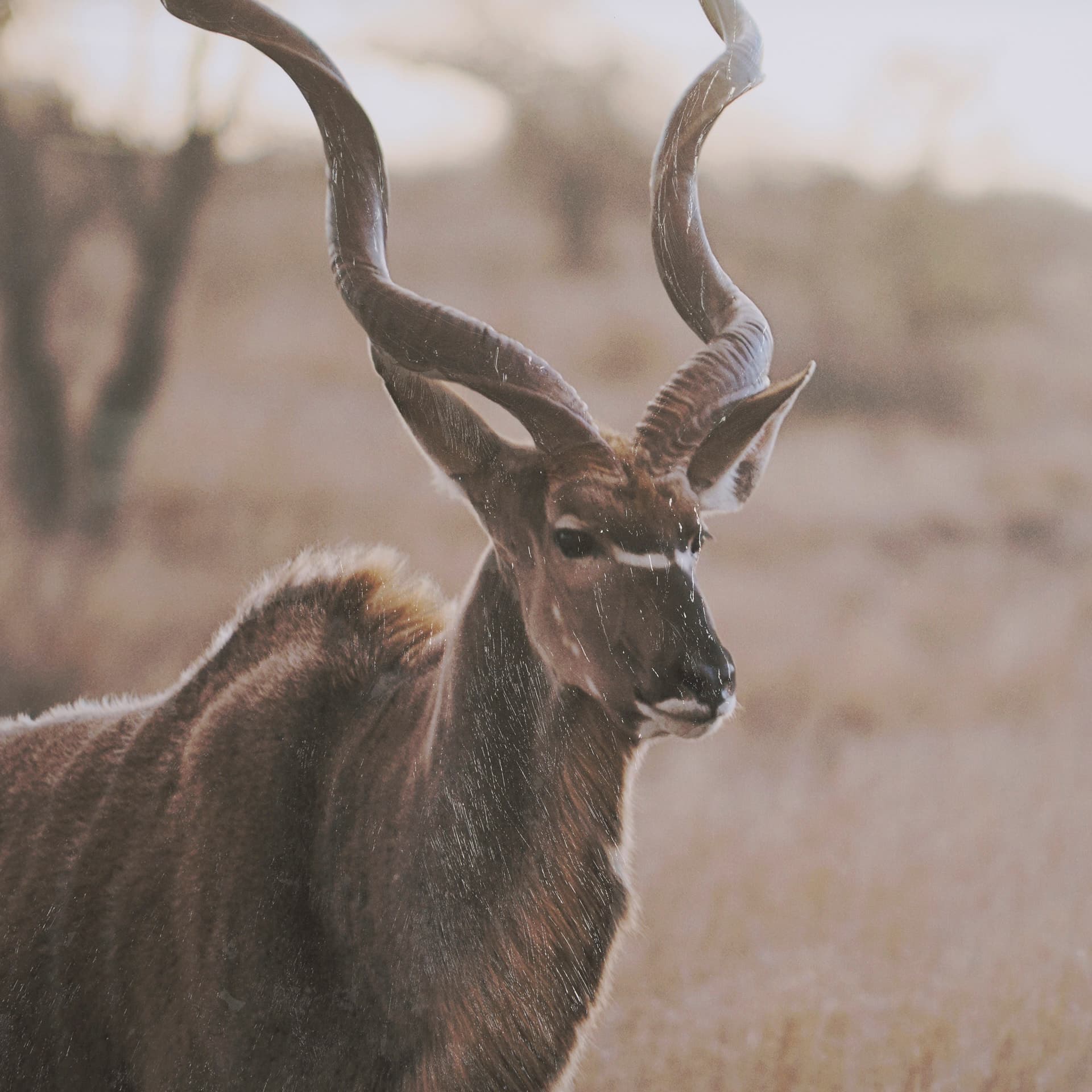 Kudu Bull by Sharon Vardy a Hand Embellished Framed Photo Art Print Matted under Glass — product photograph