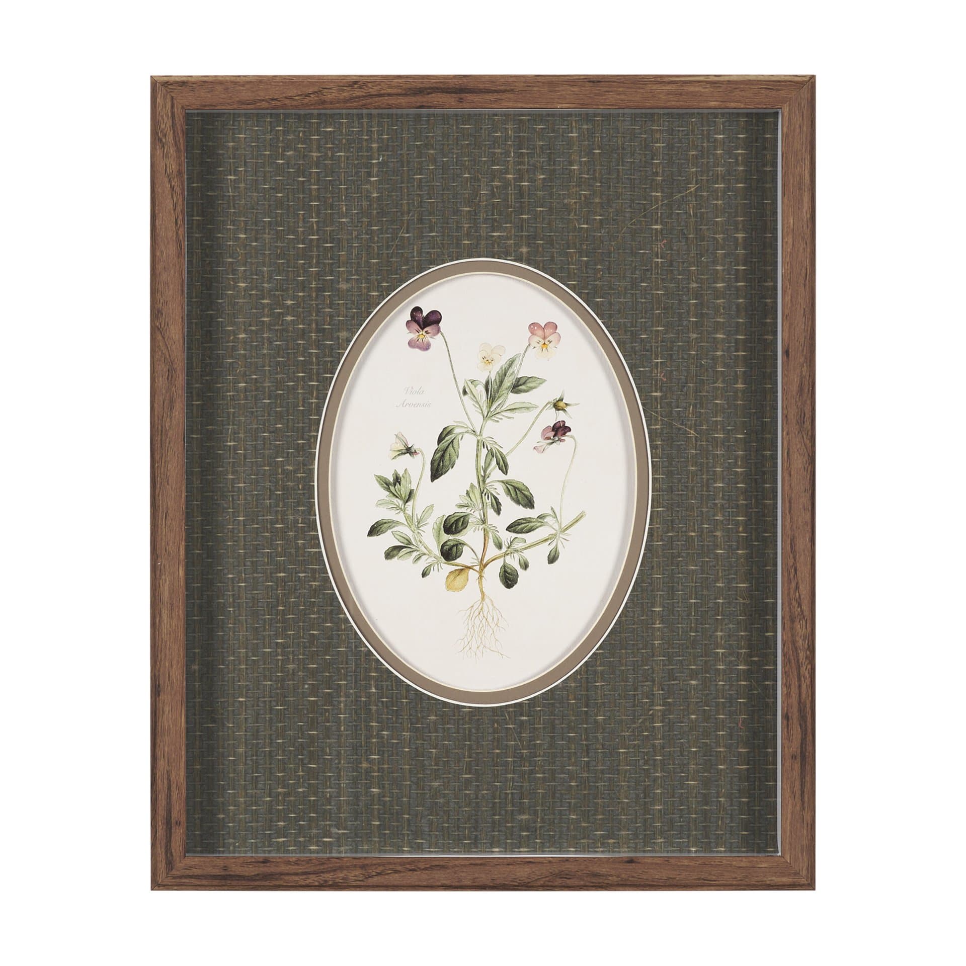 Viola Arvensis Flowers by Pierre Joseph Redoute a Hand Embellished Framed Print under Glass — product photograph