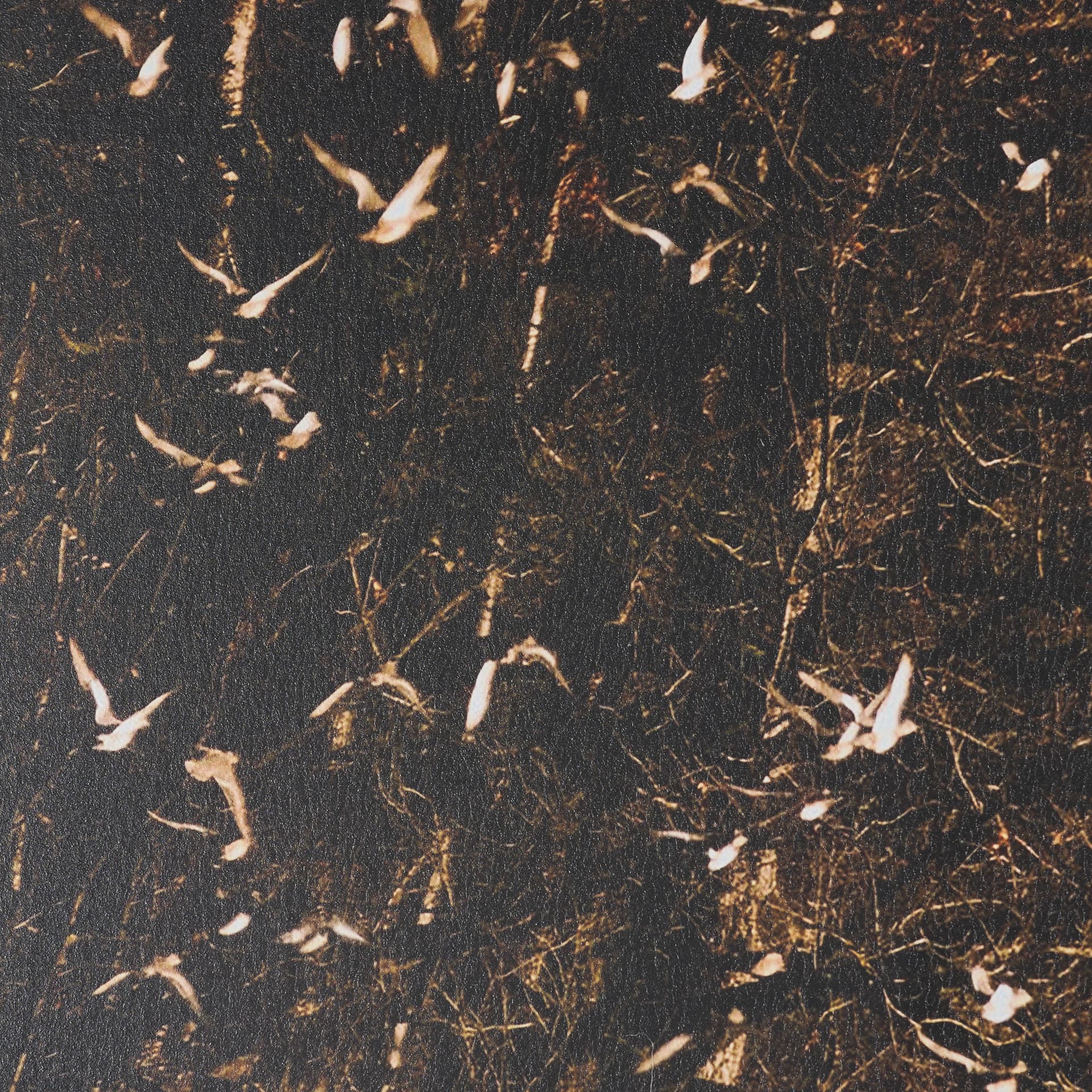 Gilded Flight by Chad Mackay Textured Framed Photo Print Matted under Glass (Set of 2) — product photograph