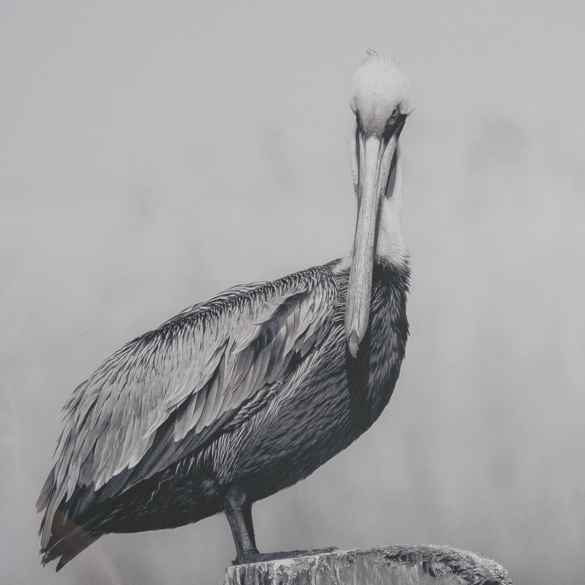 Pelican Stories by Nathan Larson Framed Art Print Matted under Glass — product photograph