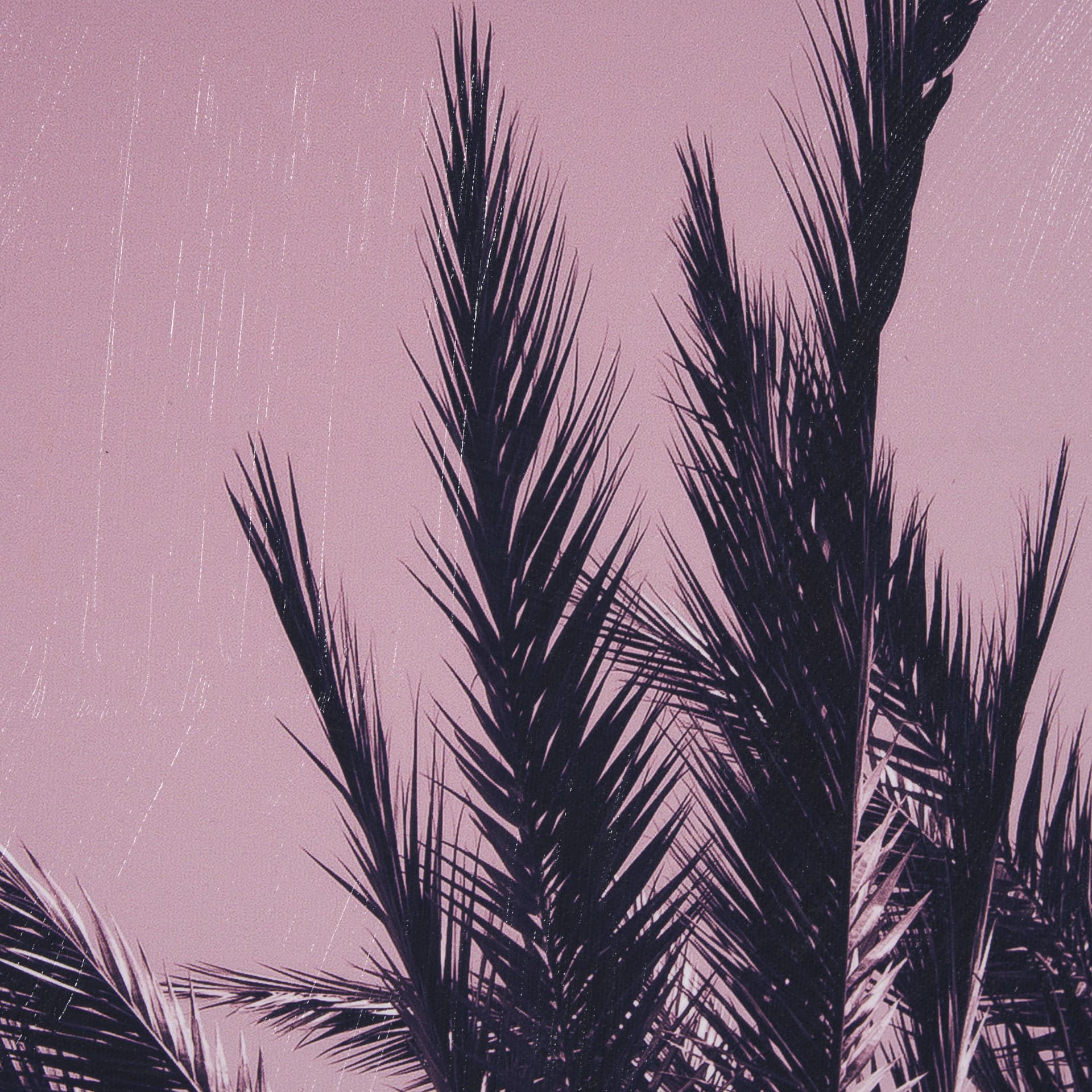 Pink Palms I by Deborah Revell a Hand Embellished Framed Photo Art Print — product photograph