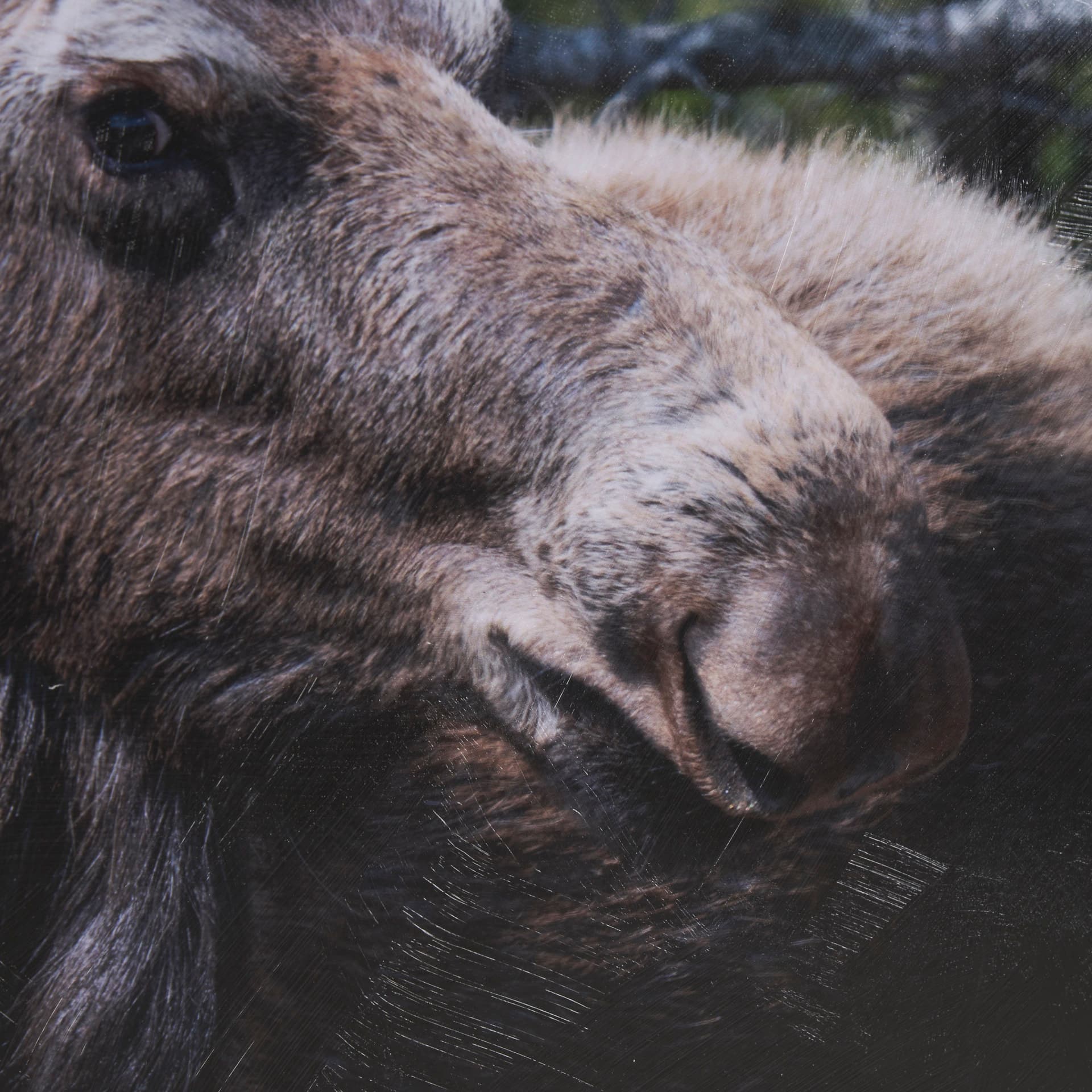 Cautious Gaze by Chad Mackay a Hand Embellished Framed Photo Art Print Matted under Glass — product photograph