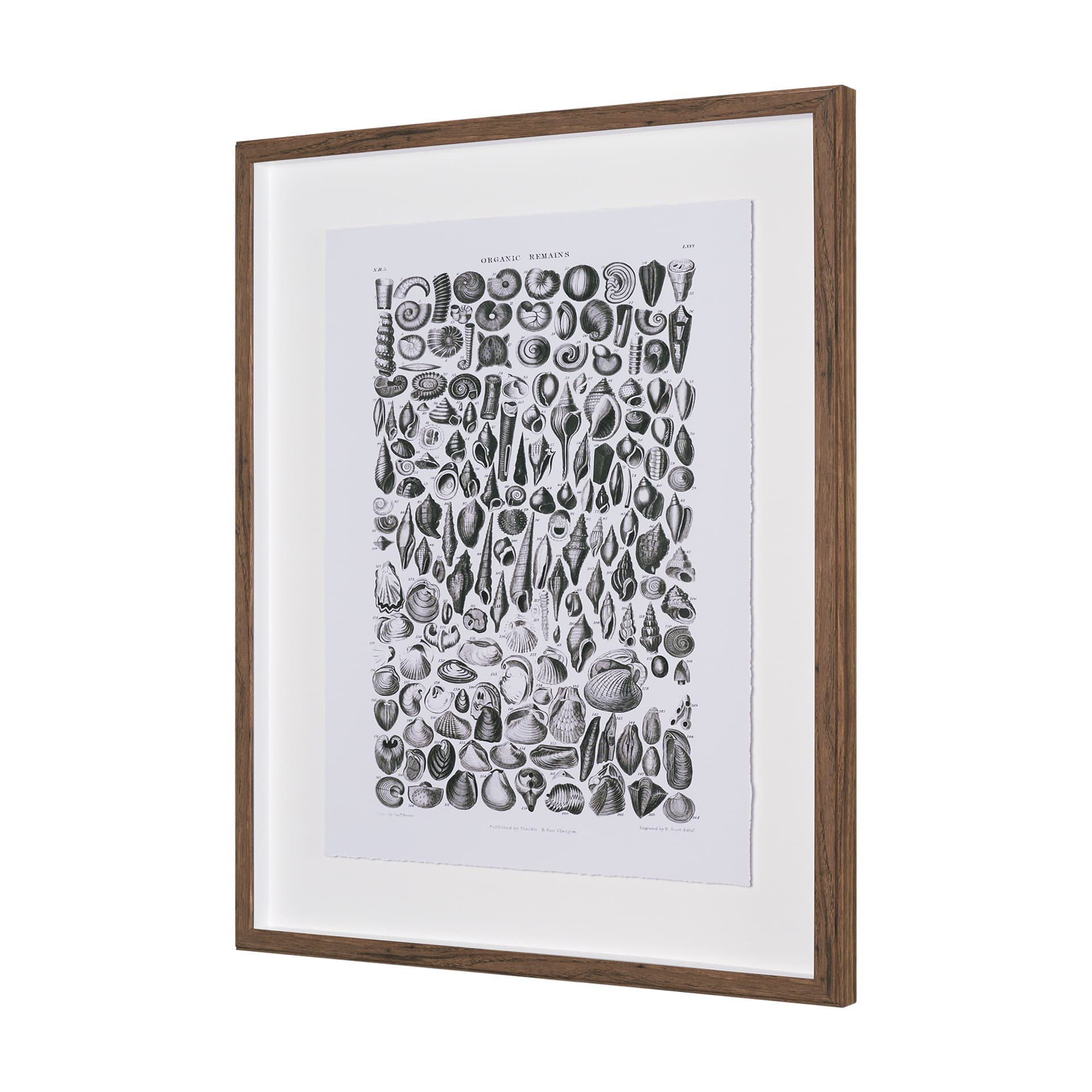 Sealife II by Oliver Goldsmith a Hand Embellished Framed Art Print Matted under Glass — product photograph