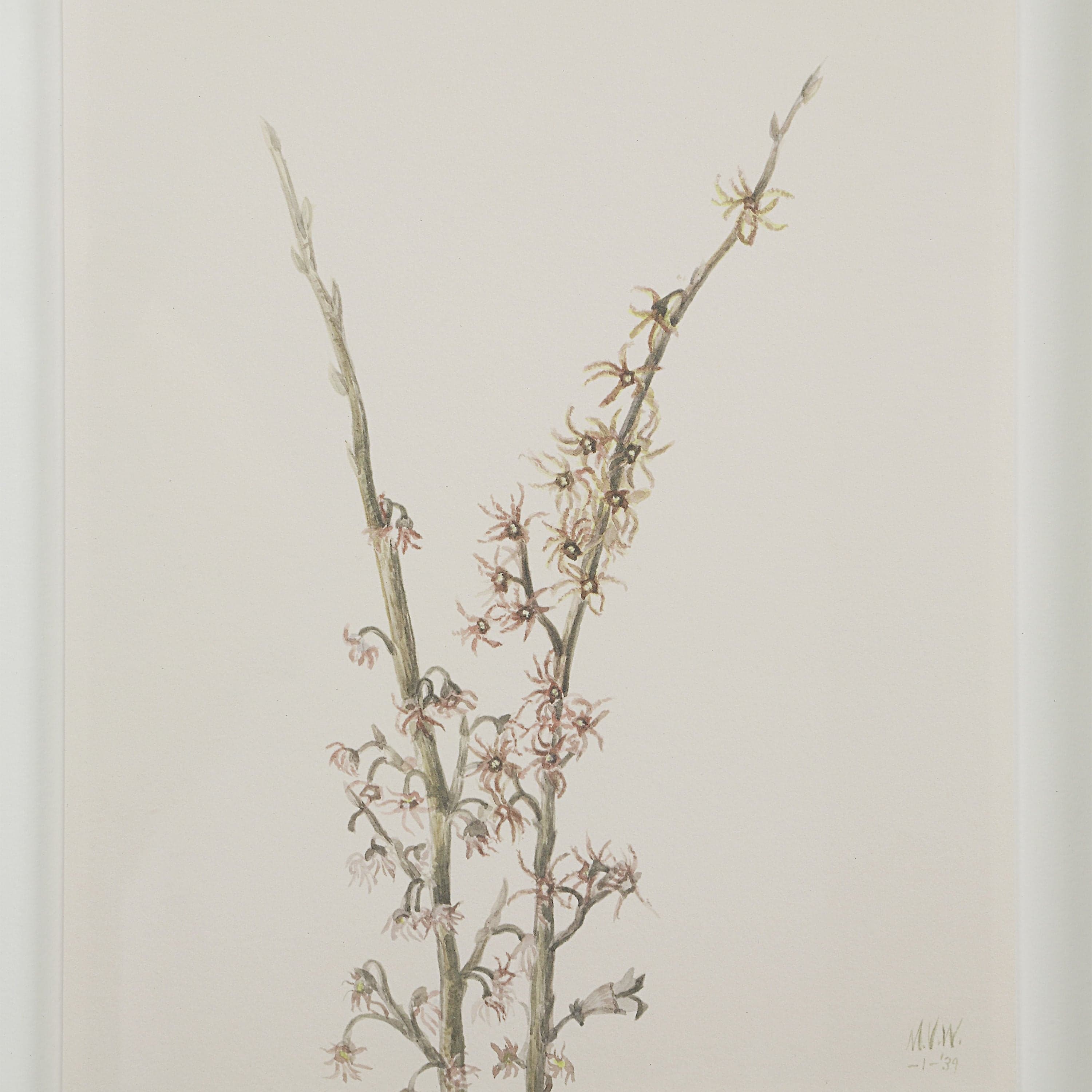 Crema — product photograph