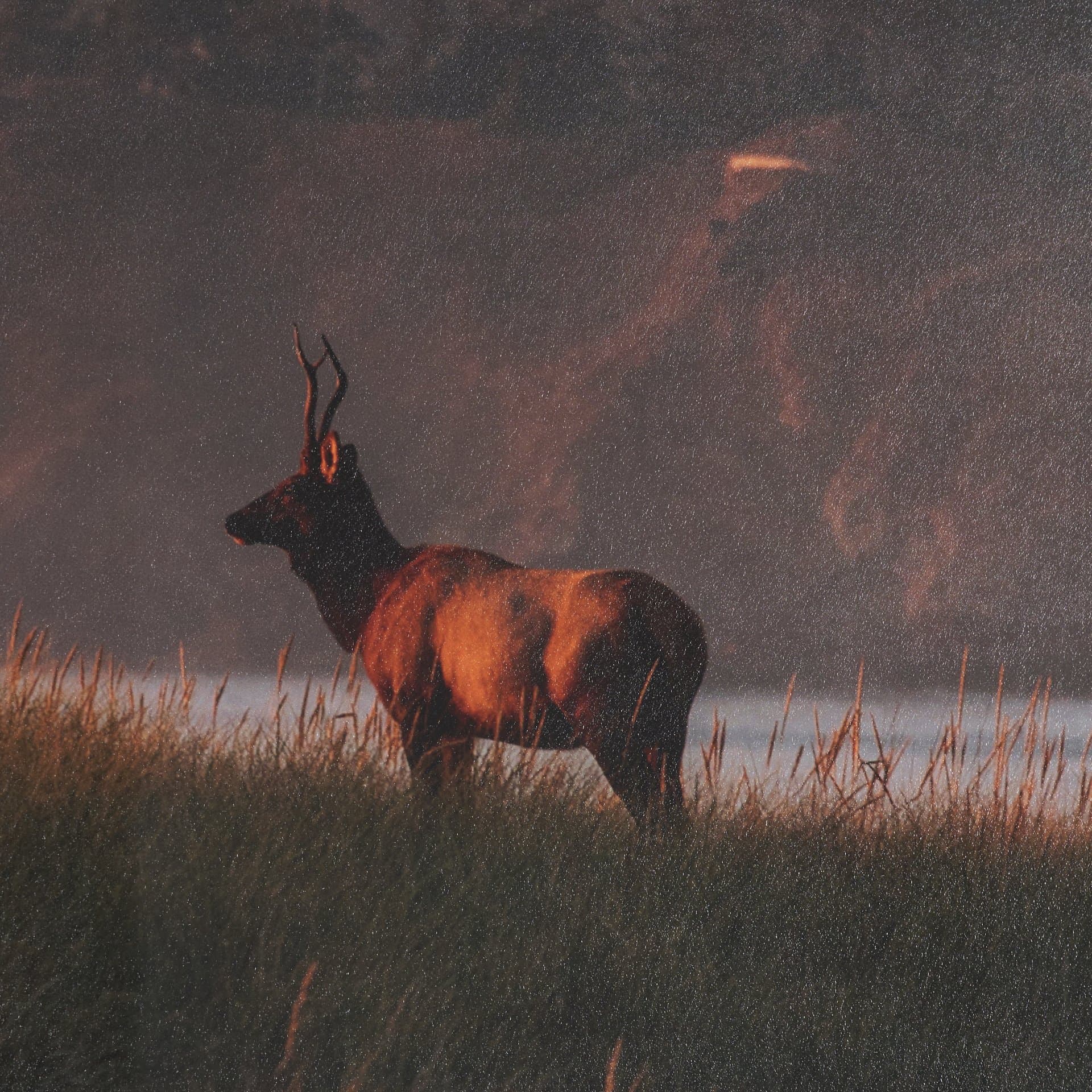 Elk by Stefan and Audrey Textured Framed Photo Print Matted under Glass — product photograph