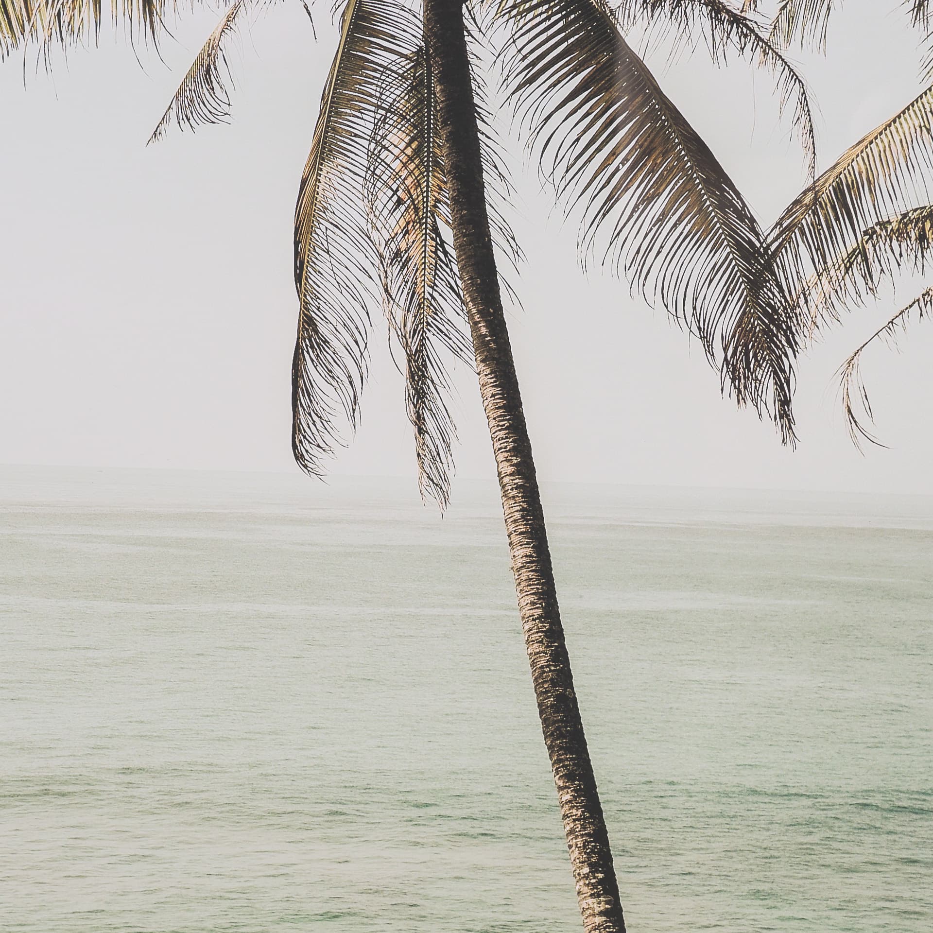 Oceanside Palms by Shot By Clint Framed Photo Print Matted under Glass — product photograph