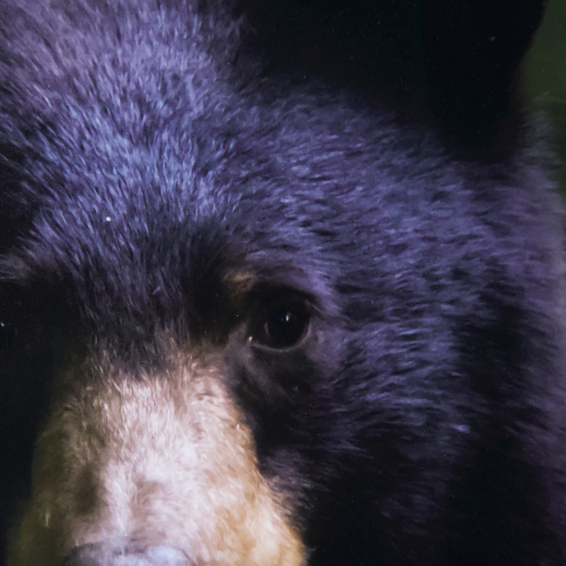 Bear by Chad Mackay a Framed Photo Art Print Matted under Glass — product photograph