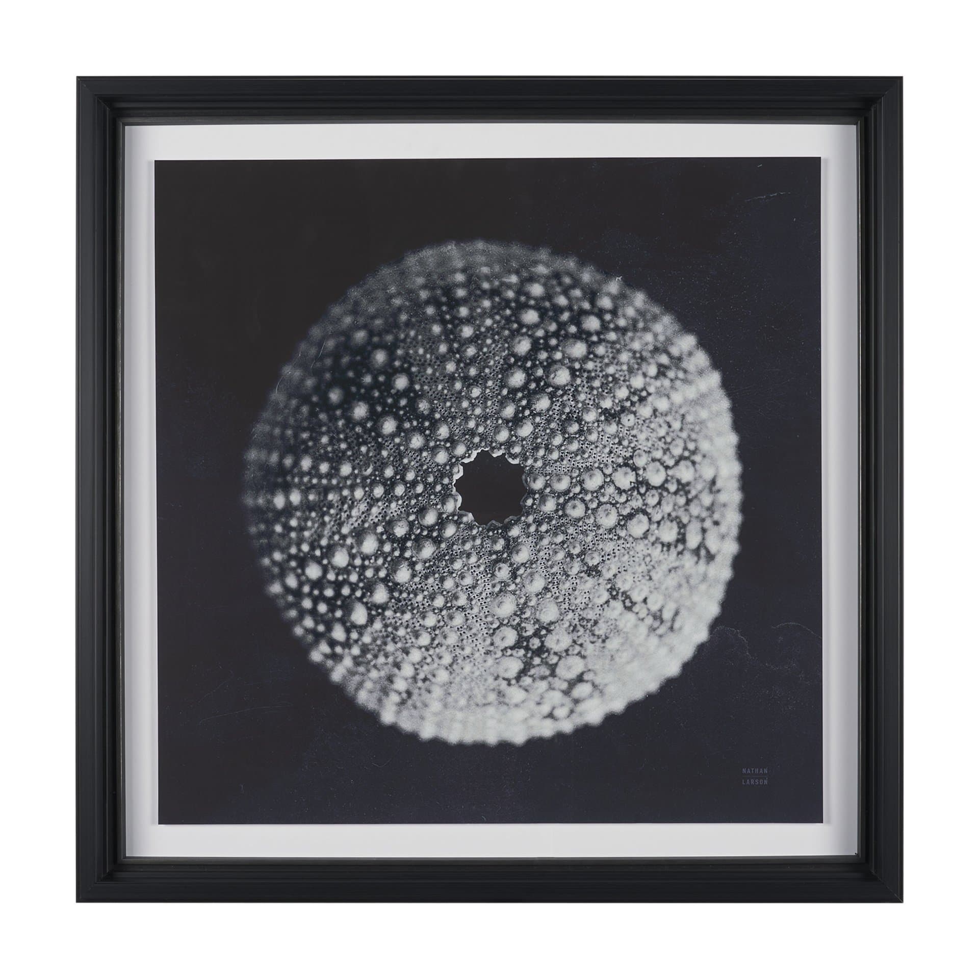 Urchin Still Life I by Nathan Larson a Hand Embellished Framed Photo Art Print Matted under Glass — product photograph