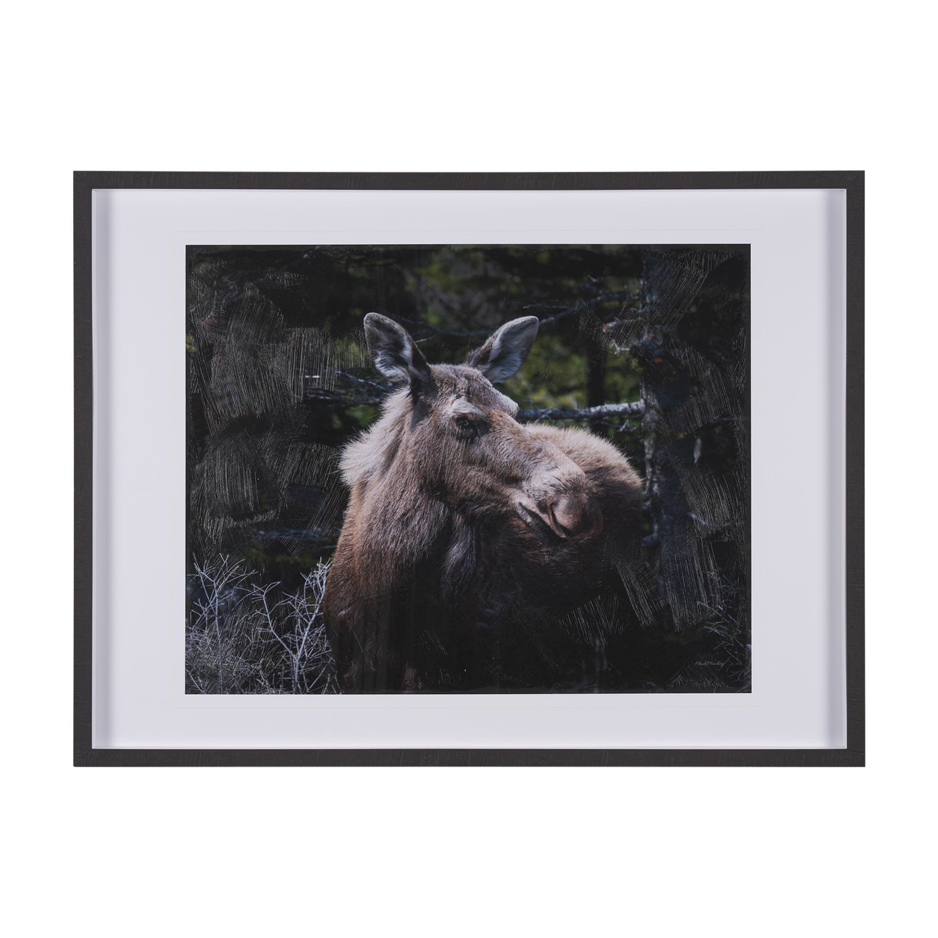 Cautious Gaze by Chad Mackay a Hand Embellished Framed Photo Art Print Matted under Glass — product photograph