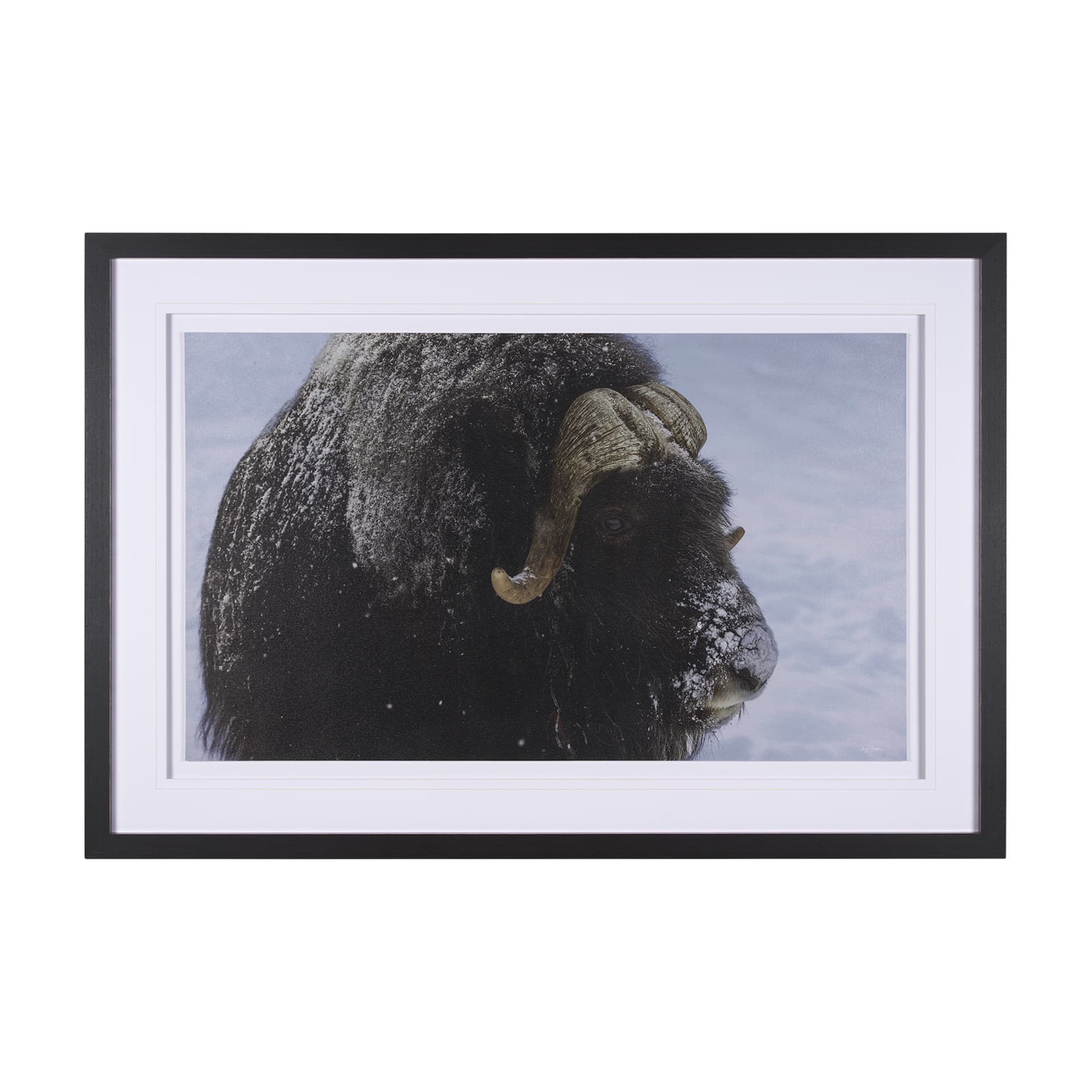 Muskox by Gary Blatter a Hand Embellished Textured Framed Photo Art Print Matted under Glass — product photograph