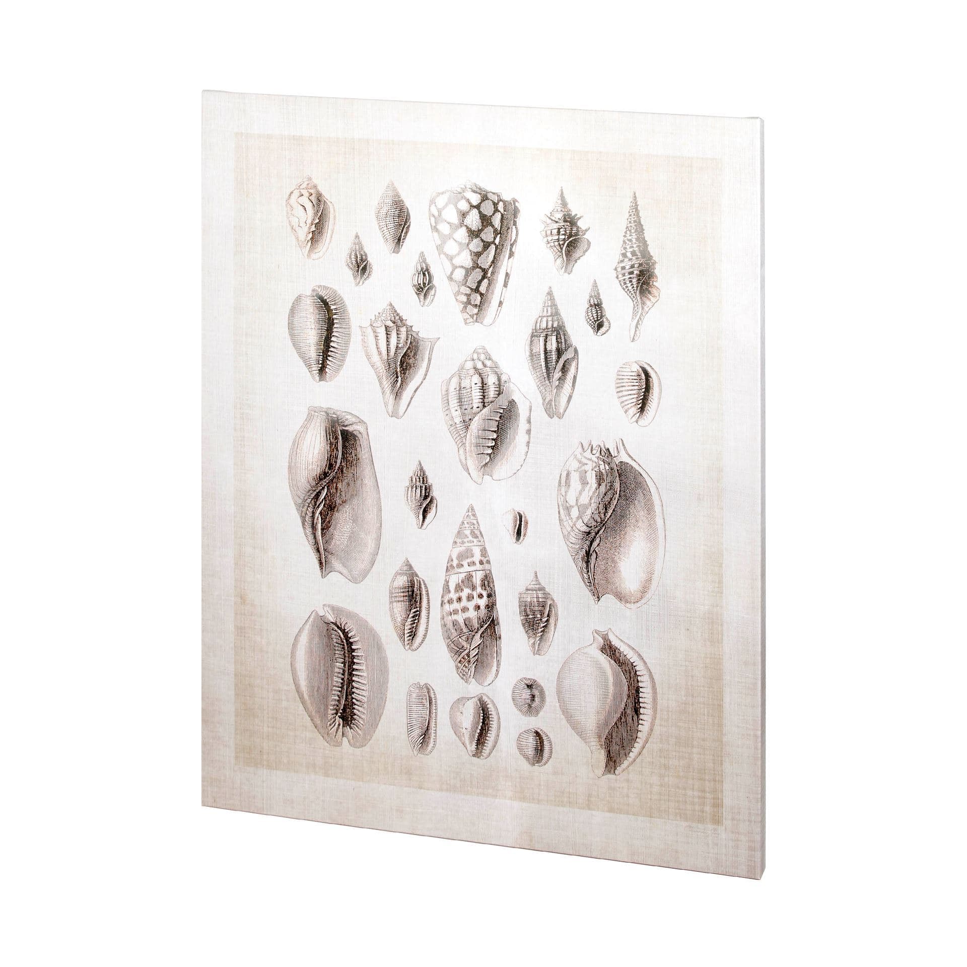 Ocean Shell Collection I by Christopher James a Hand Embellished Textured Canvas — product photograph