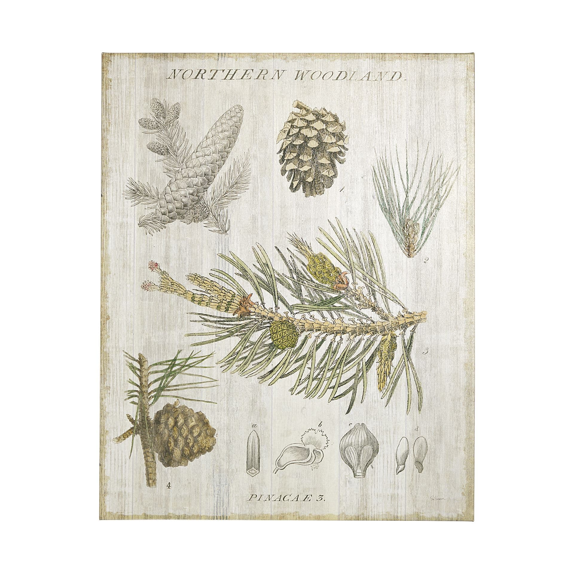 Woodland Chart III by Sue Schlabach a Hand Embellished Textured Canvas — product photograph