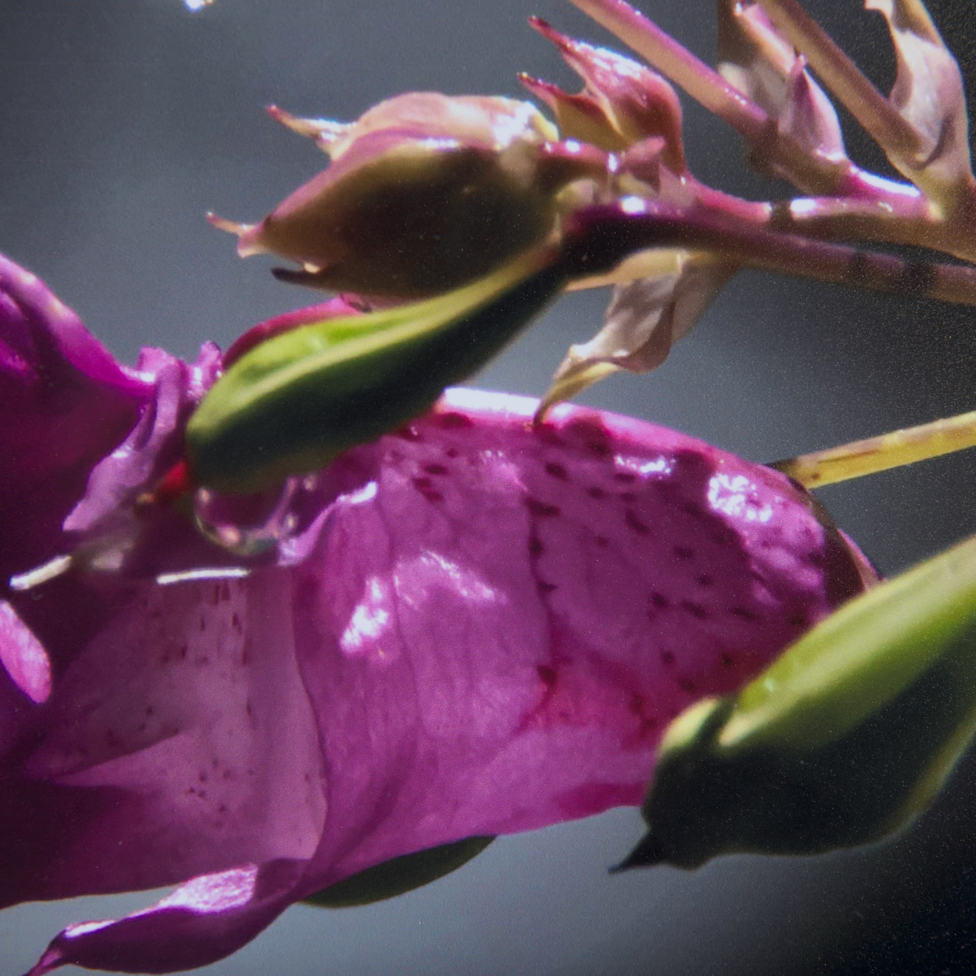 Honey Bee by Chad Mackay a Framed Photo Art Print Matted under Glass — product photograph