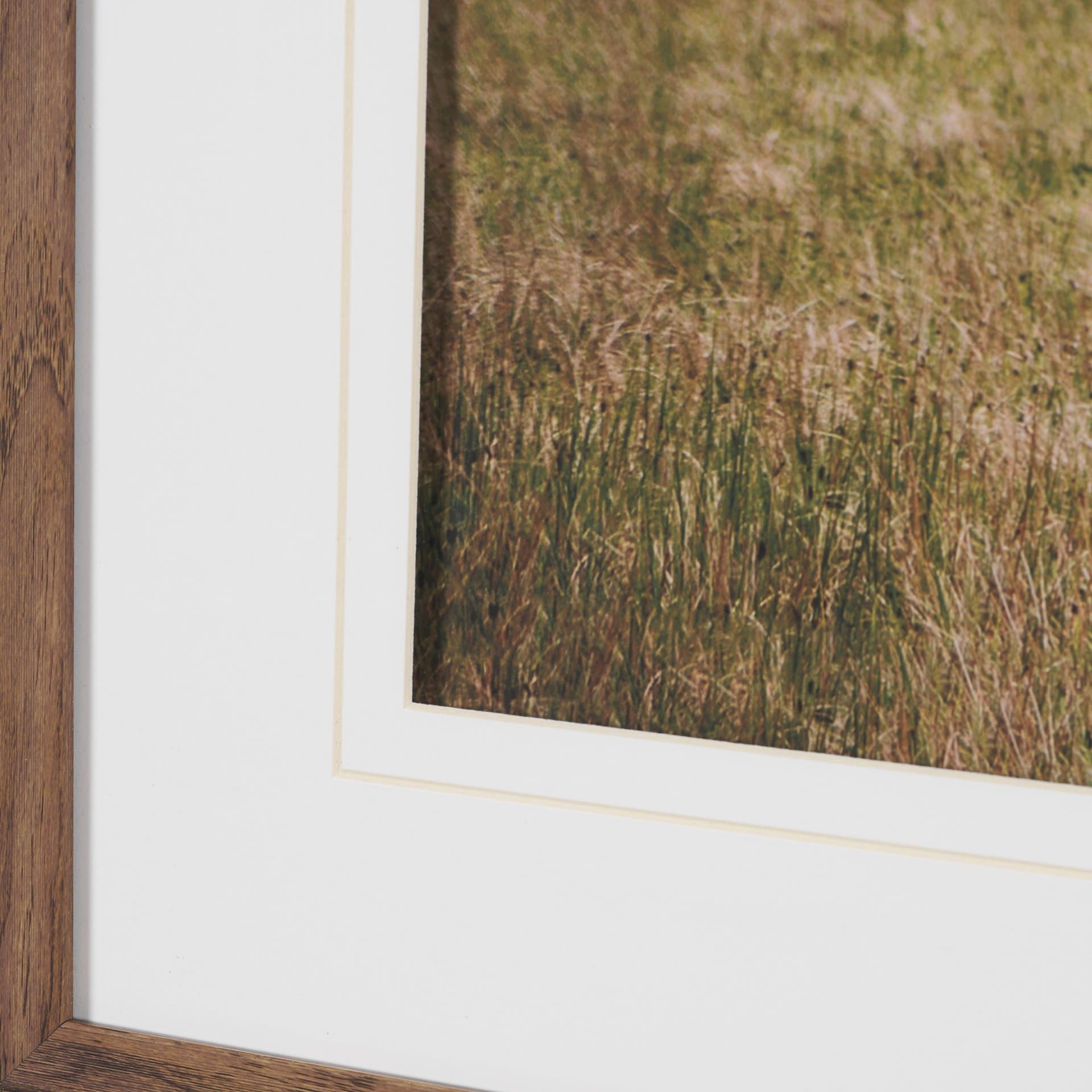 Icelandic Horse by Stefan and Audrey Framed Photo Print Matted under Glass — product photograph