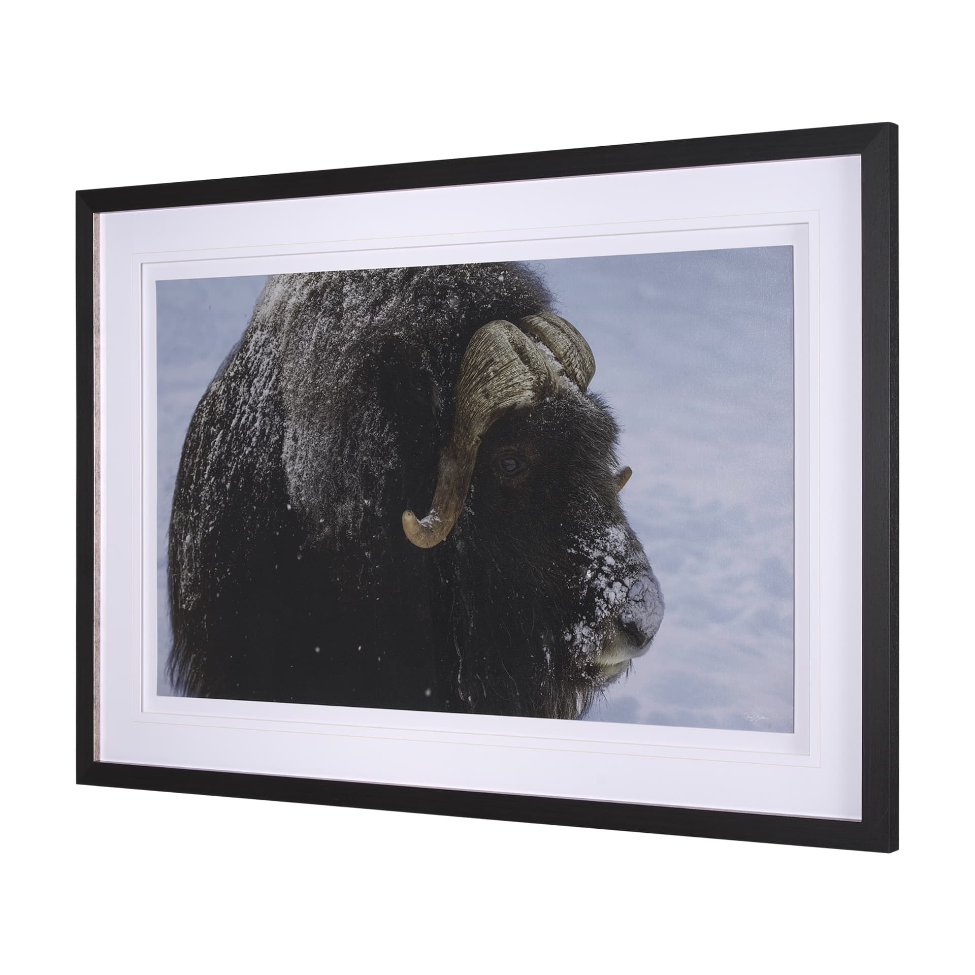 Muskox by Gary Blatter a Hand Embellished Textured Framed Photo Art Print Matted under Glass — product photograph