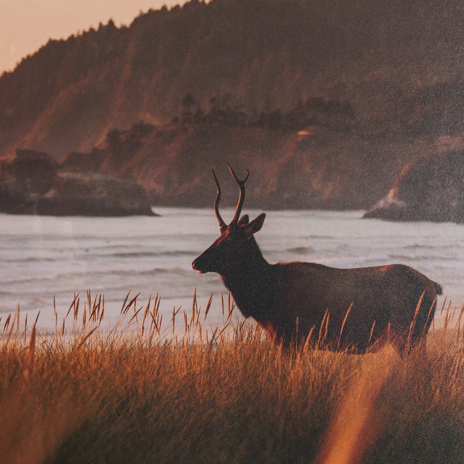 Cannon Beach Elk by Stefan and Audrey Textured Framed Photo Print Matted under Glass — product photograph