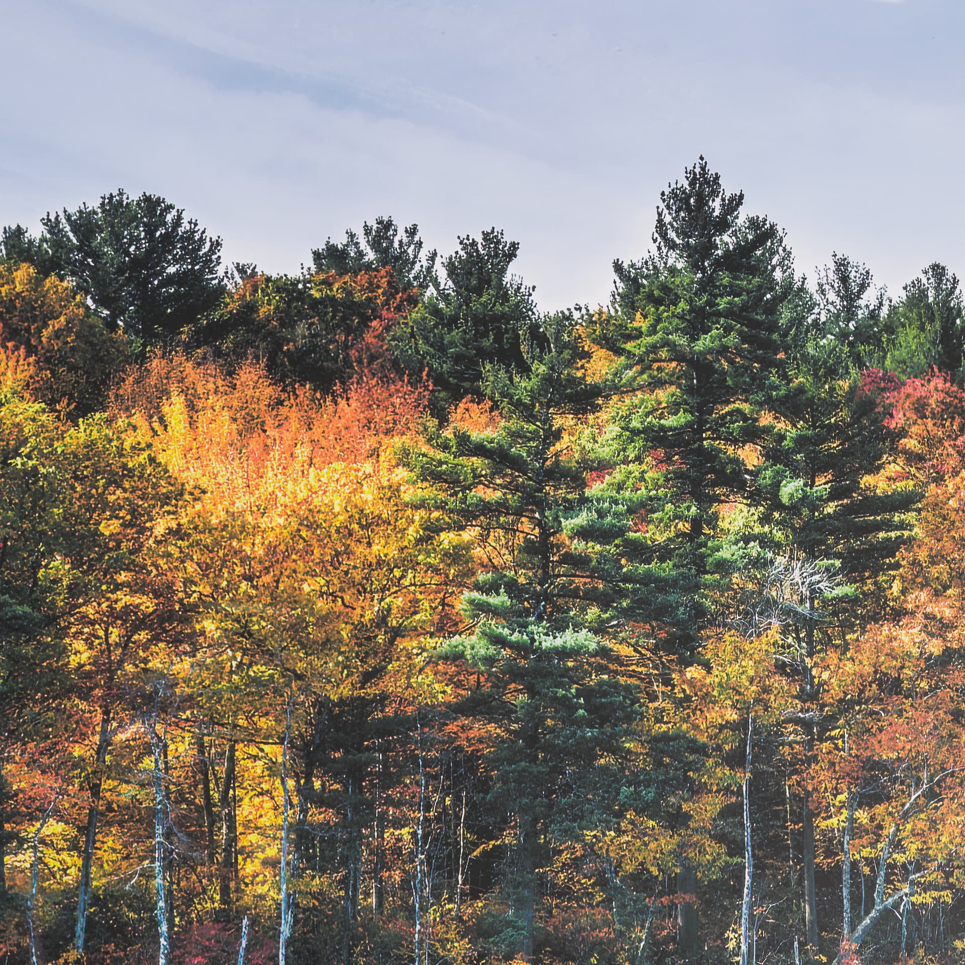 Fall Reflections by Dimitry Papkov Framed Art Print Matted under Glass — product photograph