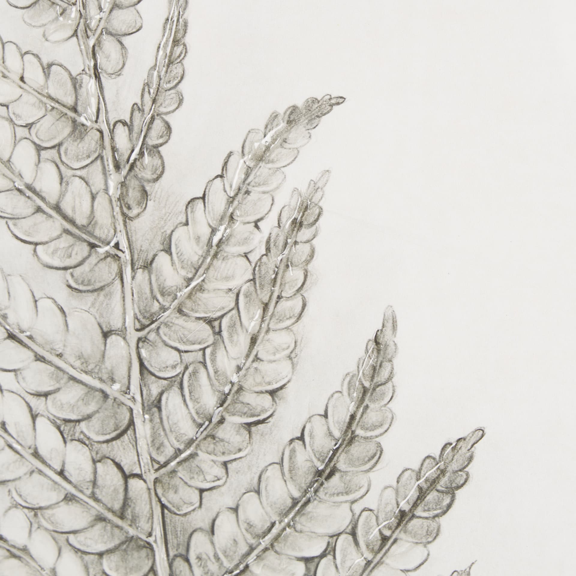 Fern Study I by Mercana Studio Hand Embelished Framed Art Print Matted under Glass — product photograph