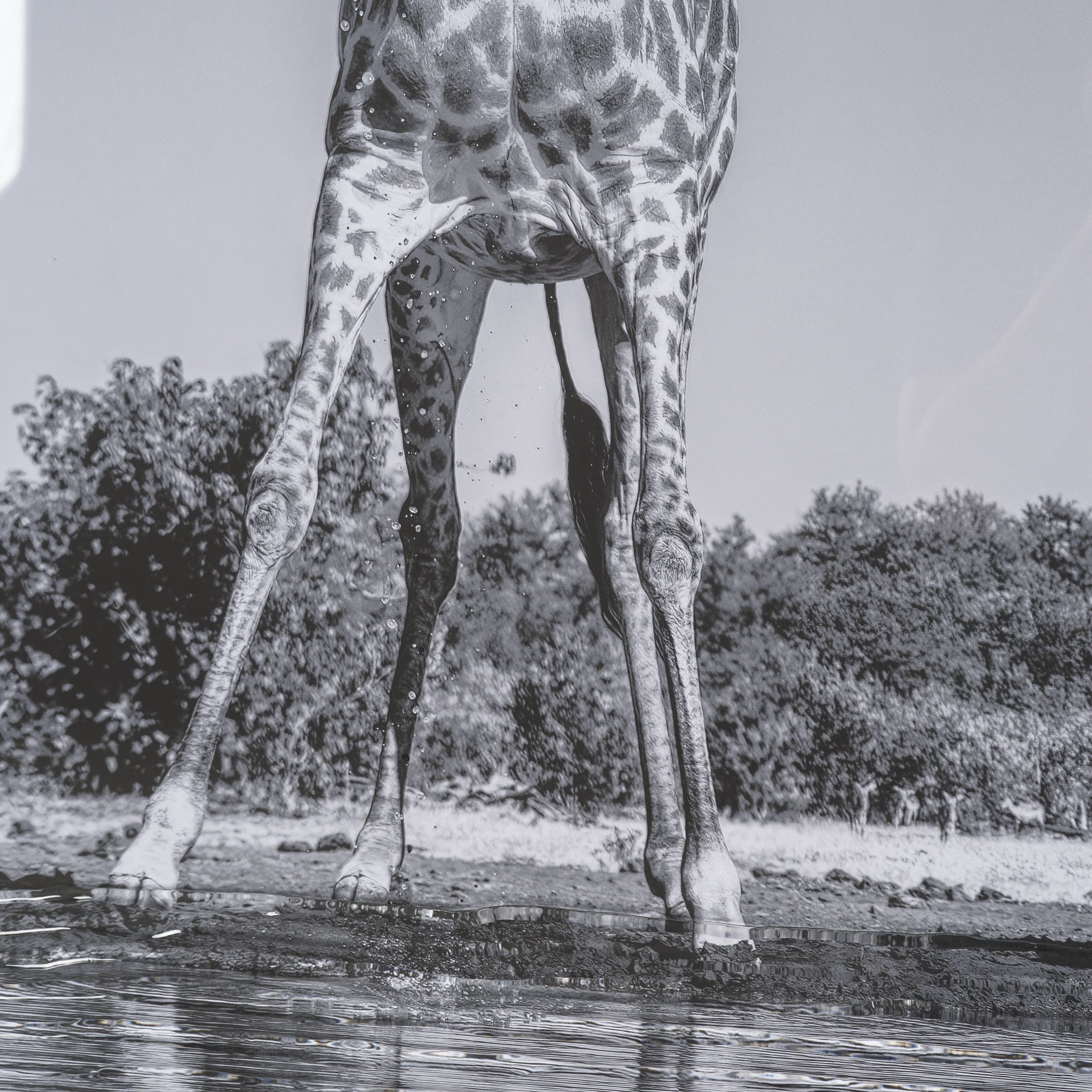 Thirsty Savanna Giraffes(Set of 2) by Jun Zuo Hand-Embellished Framed Photo Print Matted under Glass — product photograph