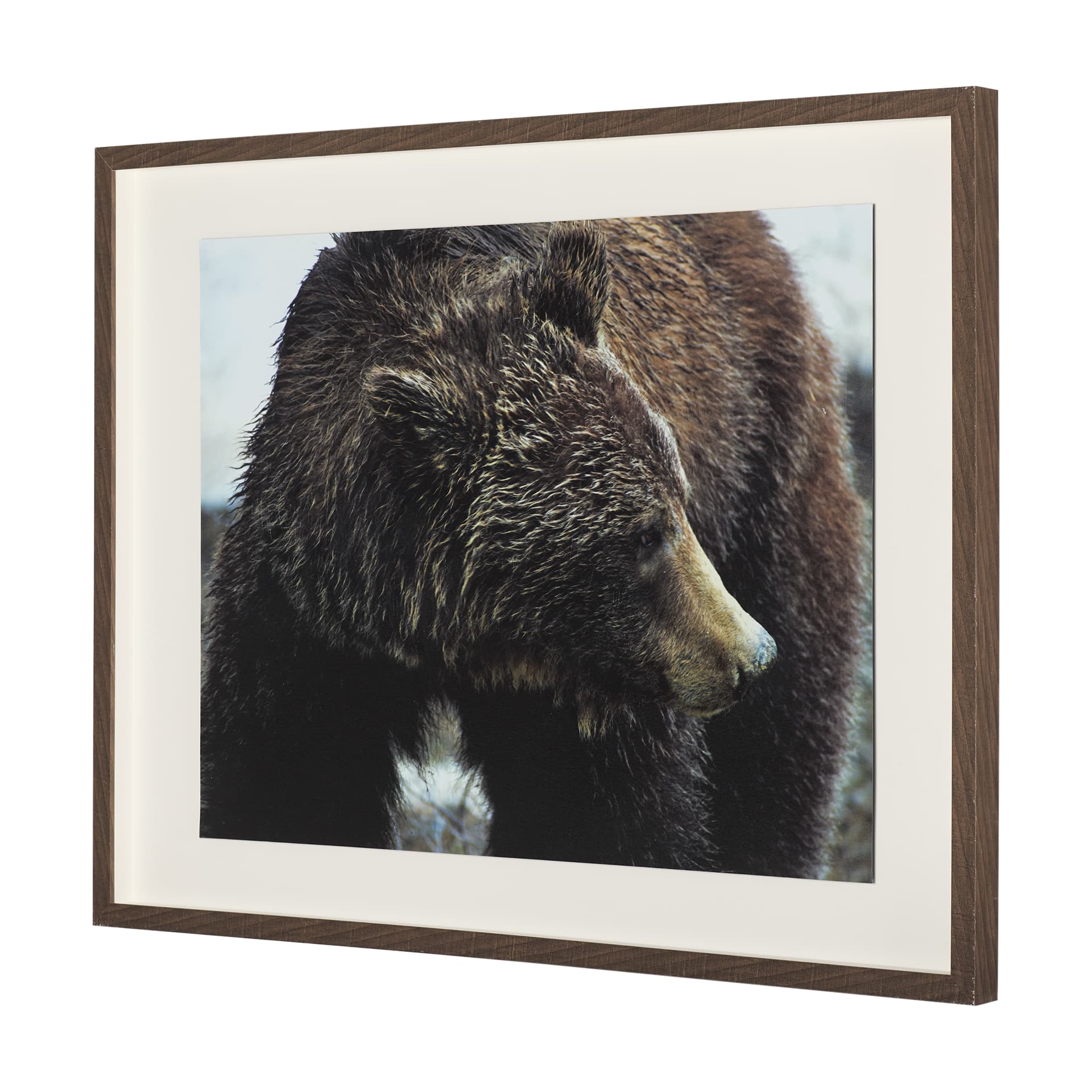 Grizzly Bear by Chad Mackay a Hand Embellished Textured Framed Photo Art Print Matted under Glass — product photograph