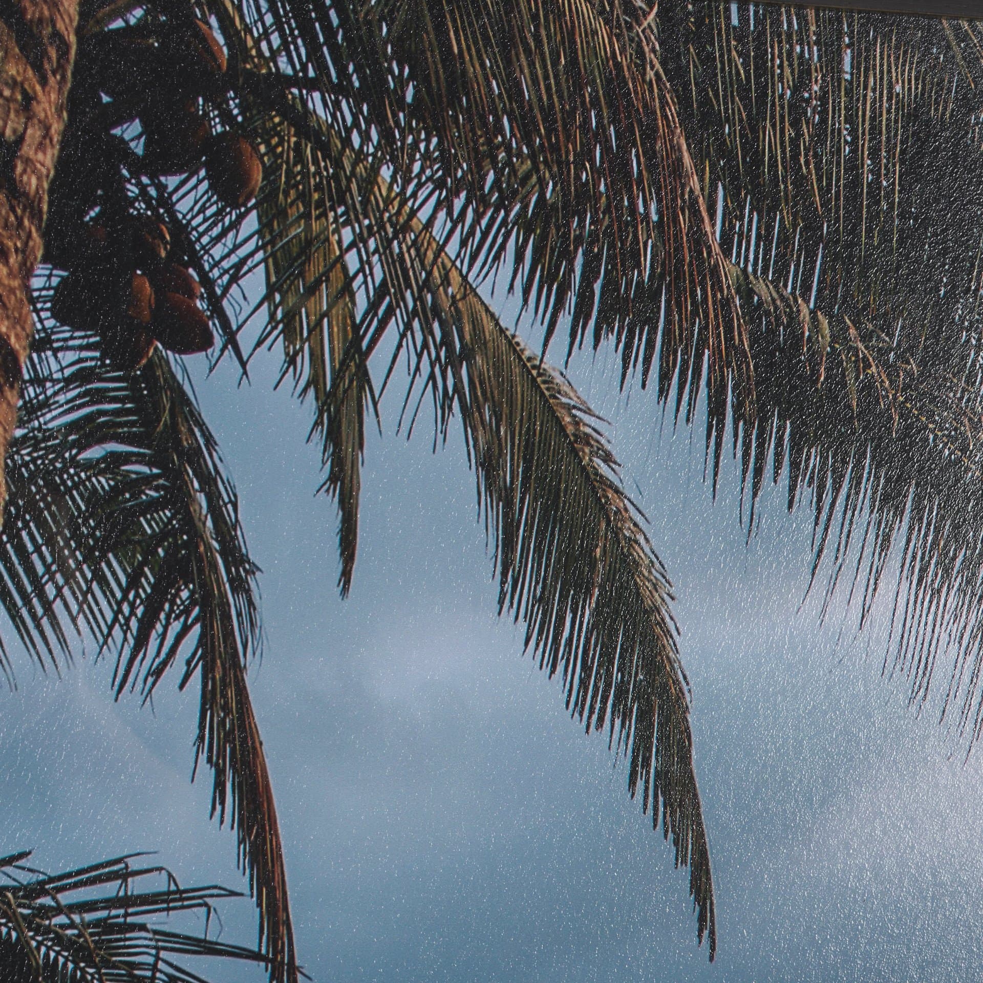 Kauai Jungle Dream by Stefan and Audrey Textured Framed Photo Print Matted under Glass — product photograph