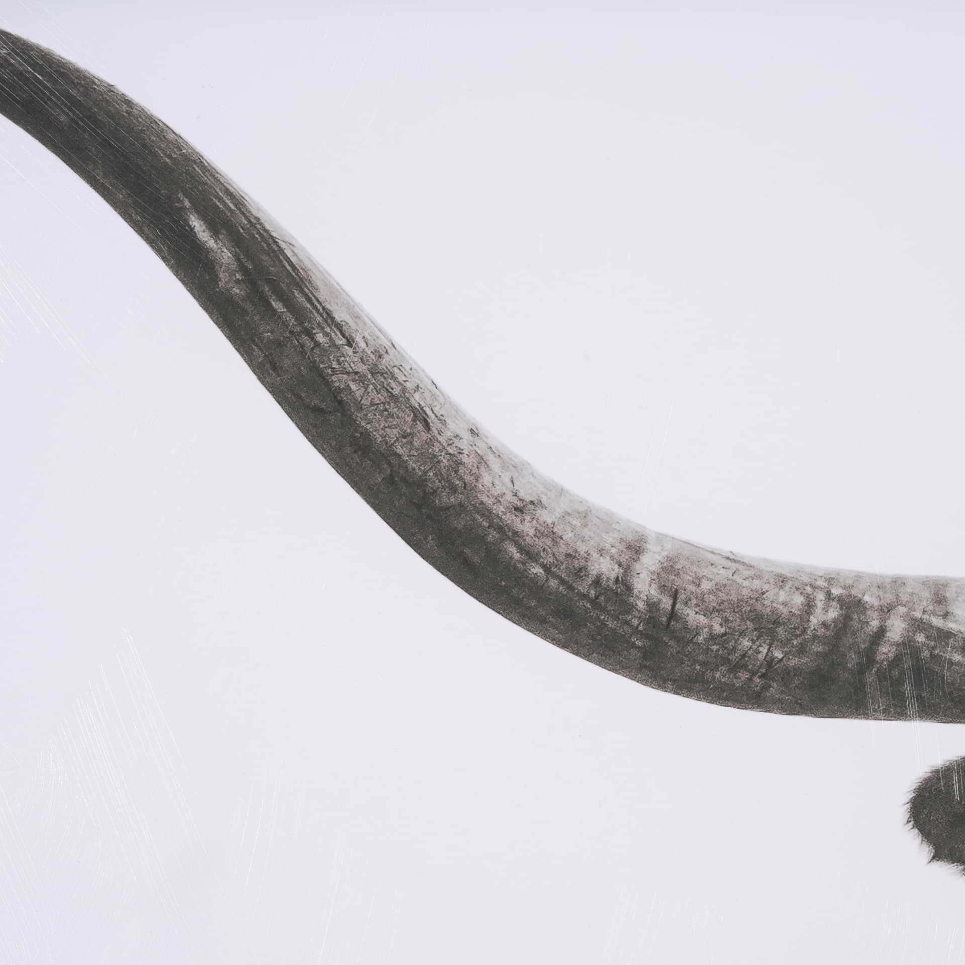 Longhorn Last Call BW by Nathan Larson Hand Embelished Textured Framed Photo Art Print Matted under — product photograph