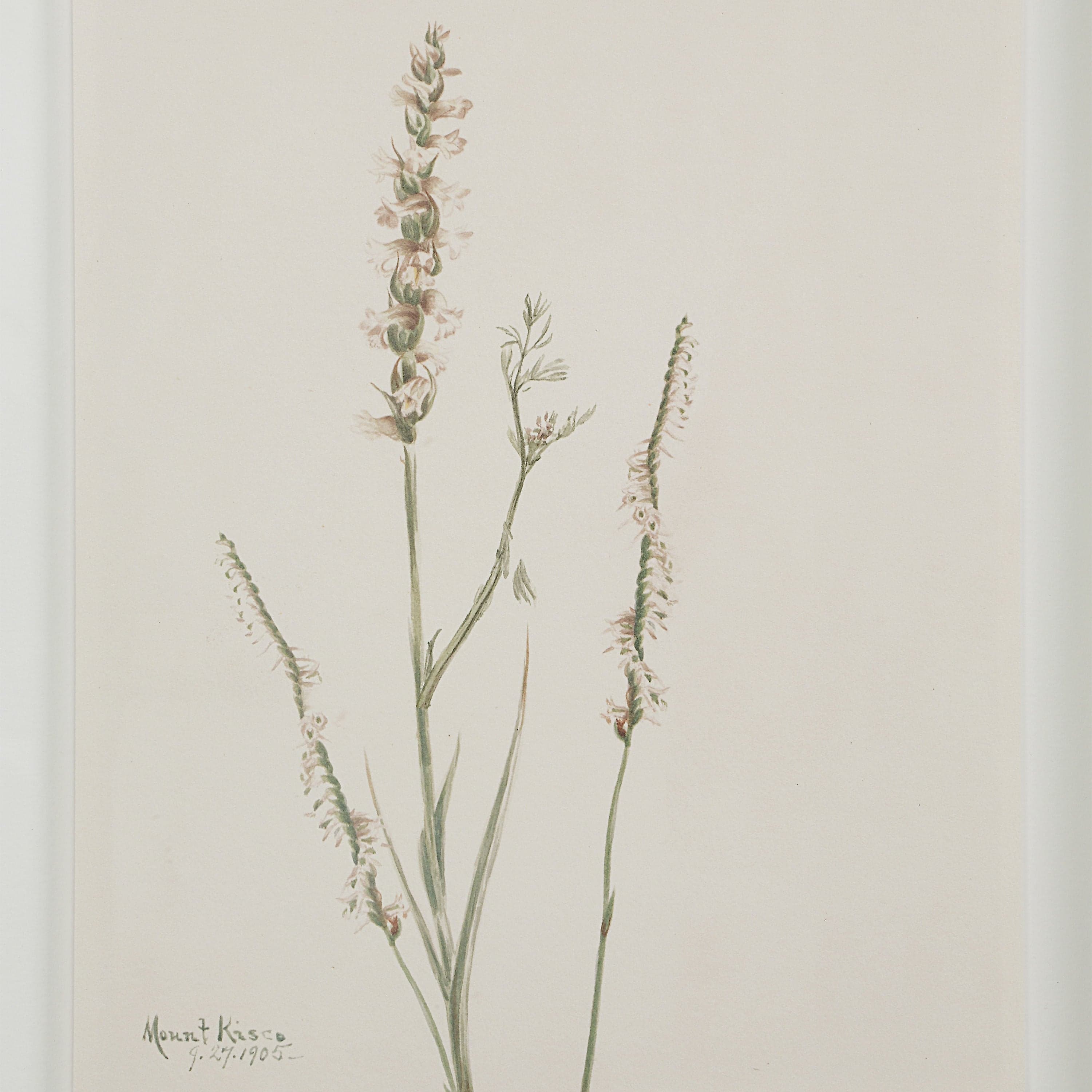 Crema — product photograph