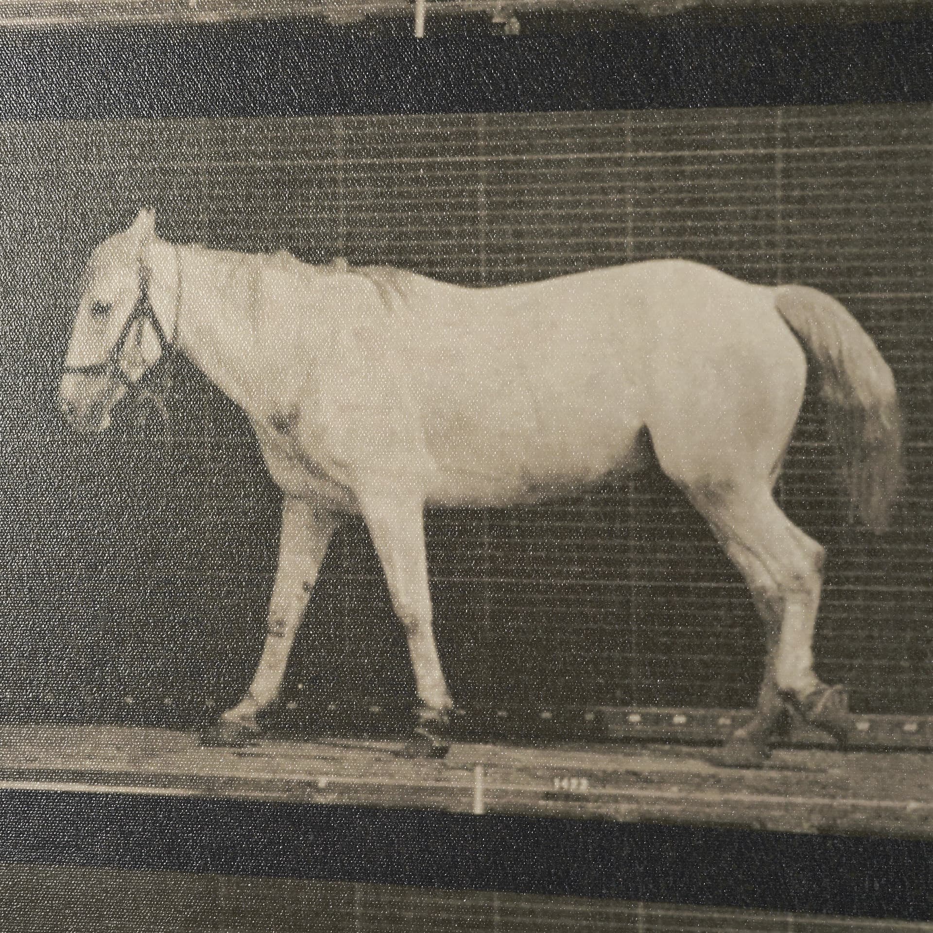 Walking Free by Eadweard Muybridge Textured Framed CanvasPhoto Print — product photograph