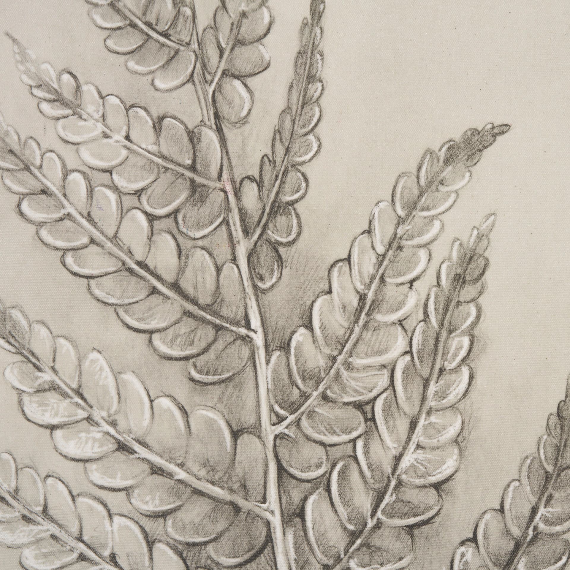 Fern Study I (Osmundastrum Cinnamomeum) — product photograph
