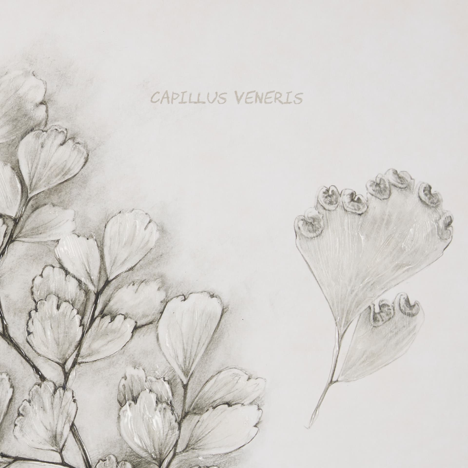 Fern Study IV (Capillus Veneris) Mercana Studio Hand Embelished Framed Art Print Matted under Glass — product photograph